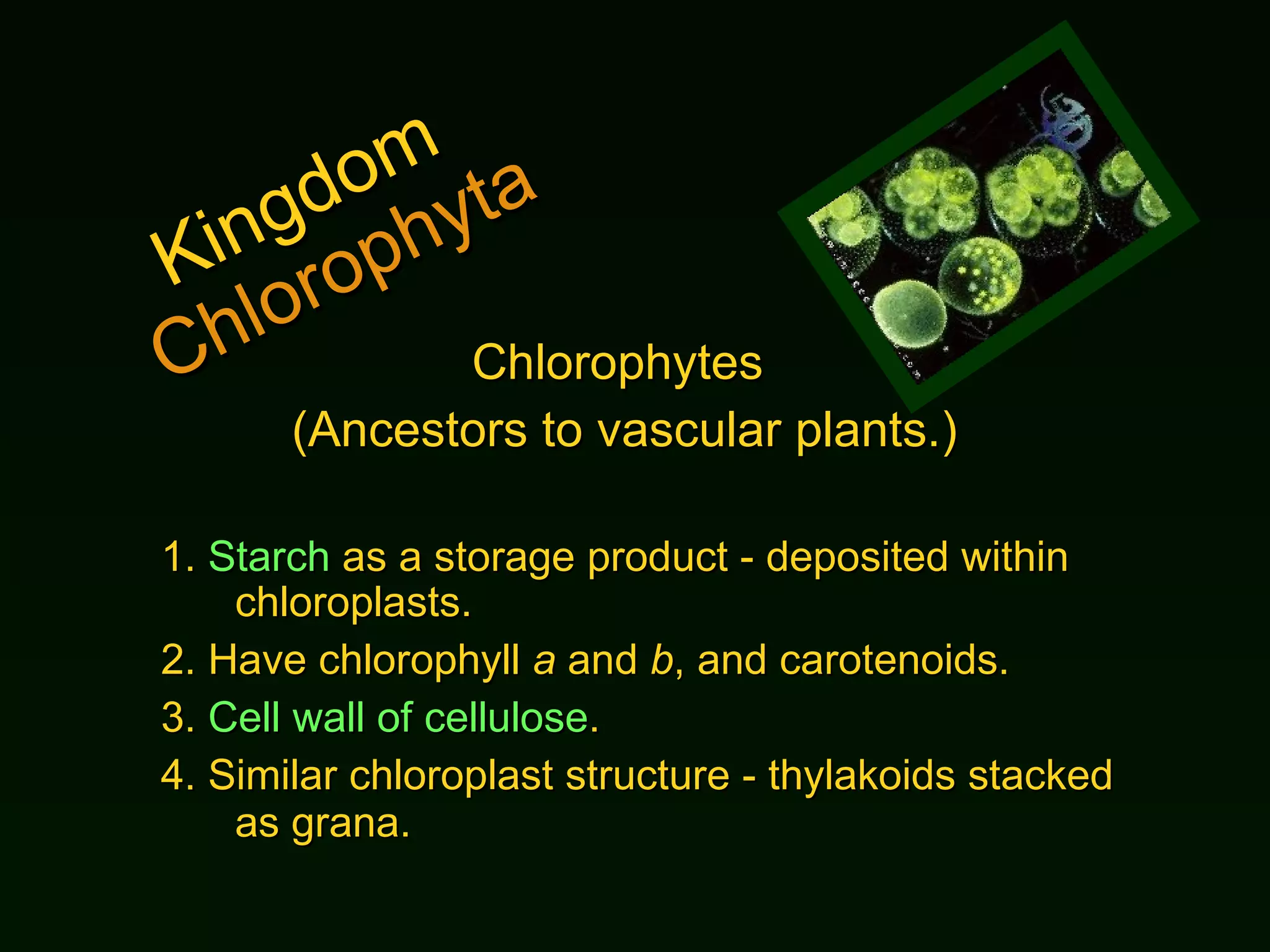 Kingdom  Chlorophyta Chlorophytes  (Ancestors to vascular plants.) 1.  Starch  as a storage product - deposited within chloroplasts.  2.  Have chlorophyll  a  and  b , and carotenoids.  3.  Cell wall of cellulose .  4.  Similar chloroplast structure - thylakoids stacked as grana.  