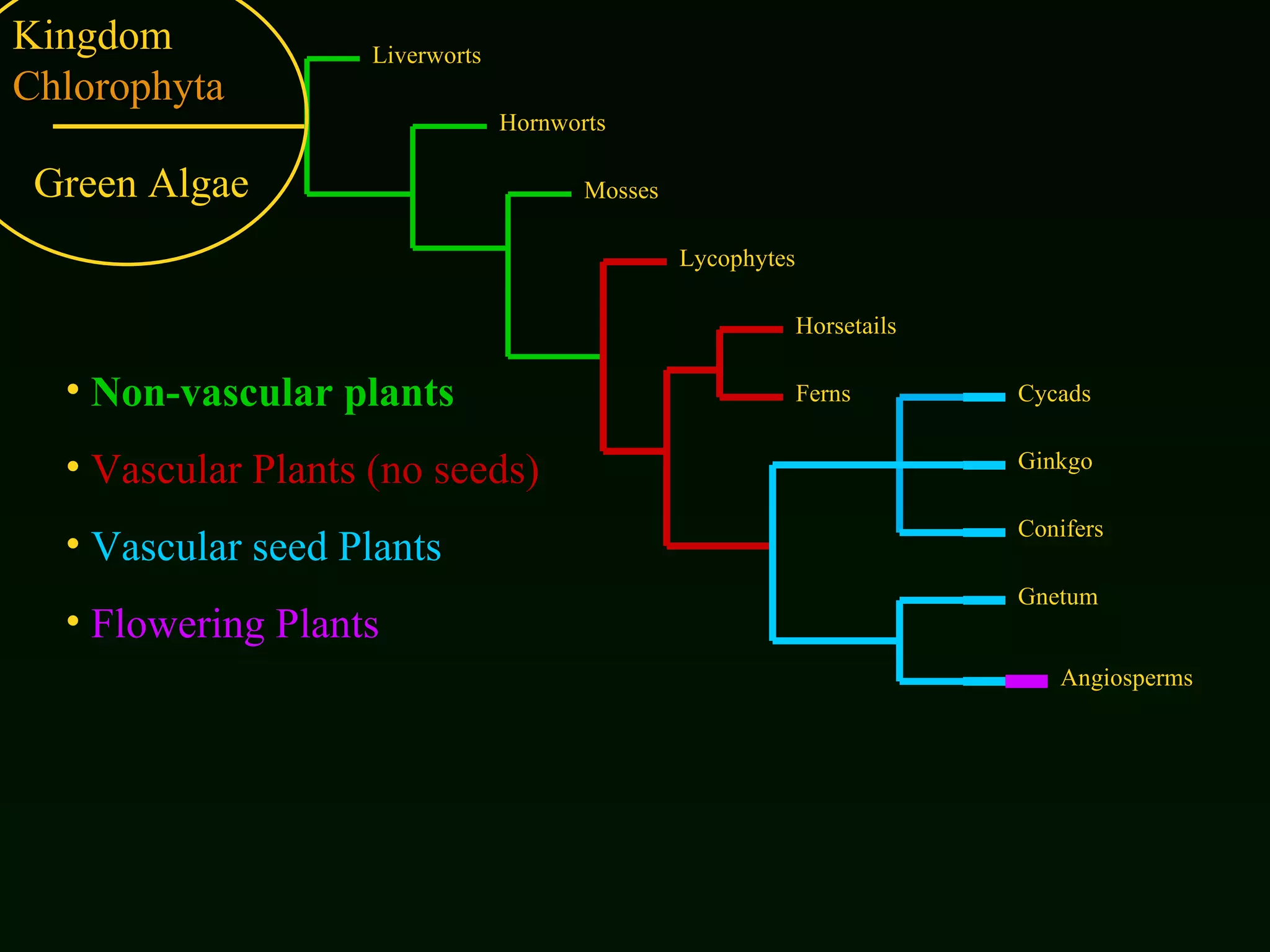 Kingdom  Chlorophyta Non-vascular plants Vascular Plants   (no seeds) Vascular seed Plants Flowering Plants Liverworts Hornworts Mosses Lycophytes Horsetails Ferns Cycads Ginkgo Conifers Gnetum Angiosperms Green Algae 