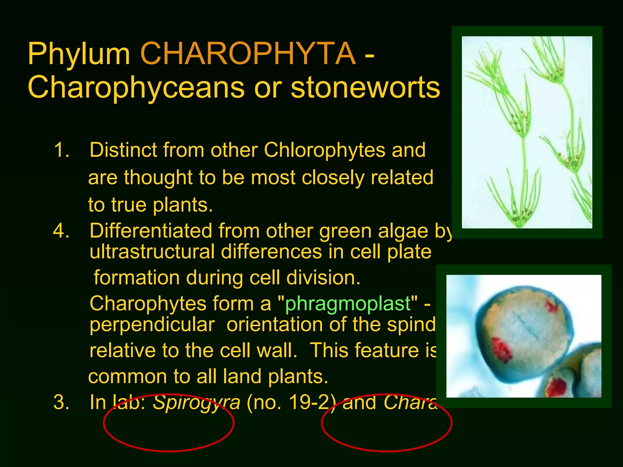 Phylum  CHAROPHYTA  -  Charophyceans or stoneworts Distinct from other Chlorophytes and  are thought to be most closely related to true plants.  Differentiated from other green algae by ultrastructural differences in cell plate  formation during cell division.  Charophytes form a " phragmoplast " - a perpendicular  orientation of the spindle  relative to the cell wall.  This feature is common to all land plants. 3. In lab:  Spirogyra  (no. 19-2) and  Chara 