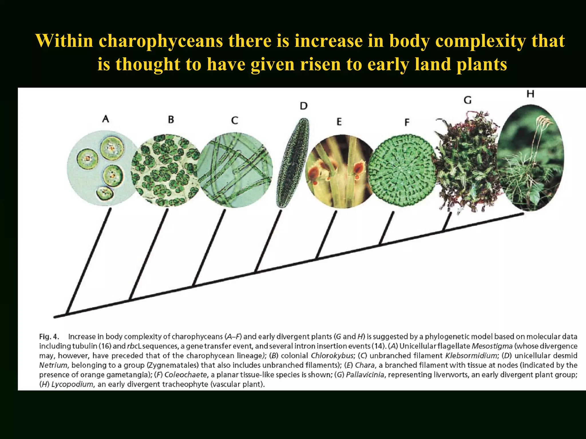 Within charophyceans there is increase in body complexity that  is thought to have given risen to early land plants 