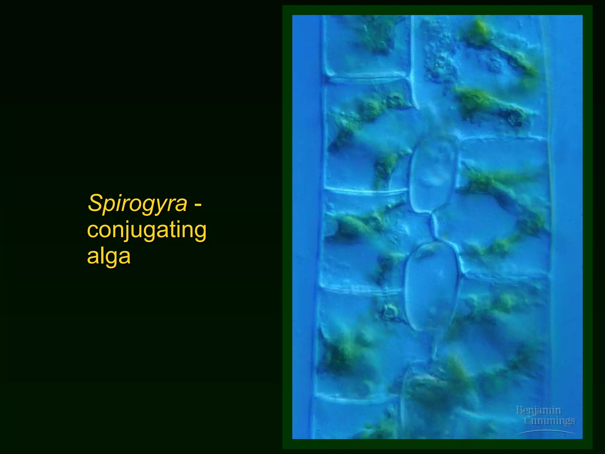 Spirogyra  -  conjugating alga 