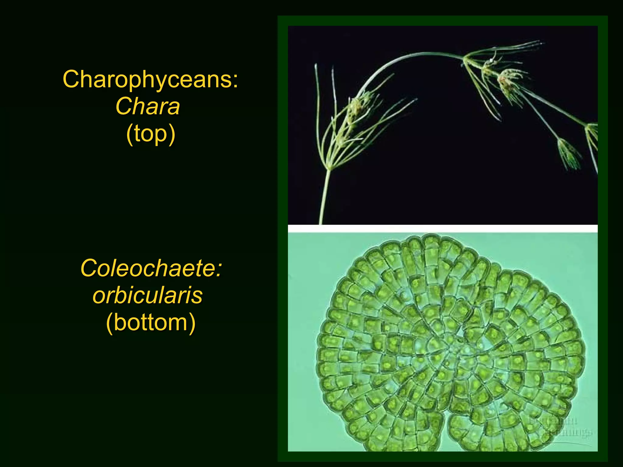 Charophyceans:  Chara   (top) Coleochaete: orbicularis   (bottom) 