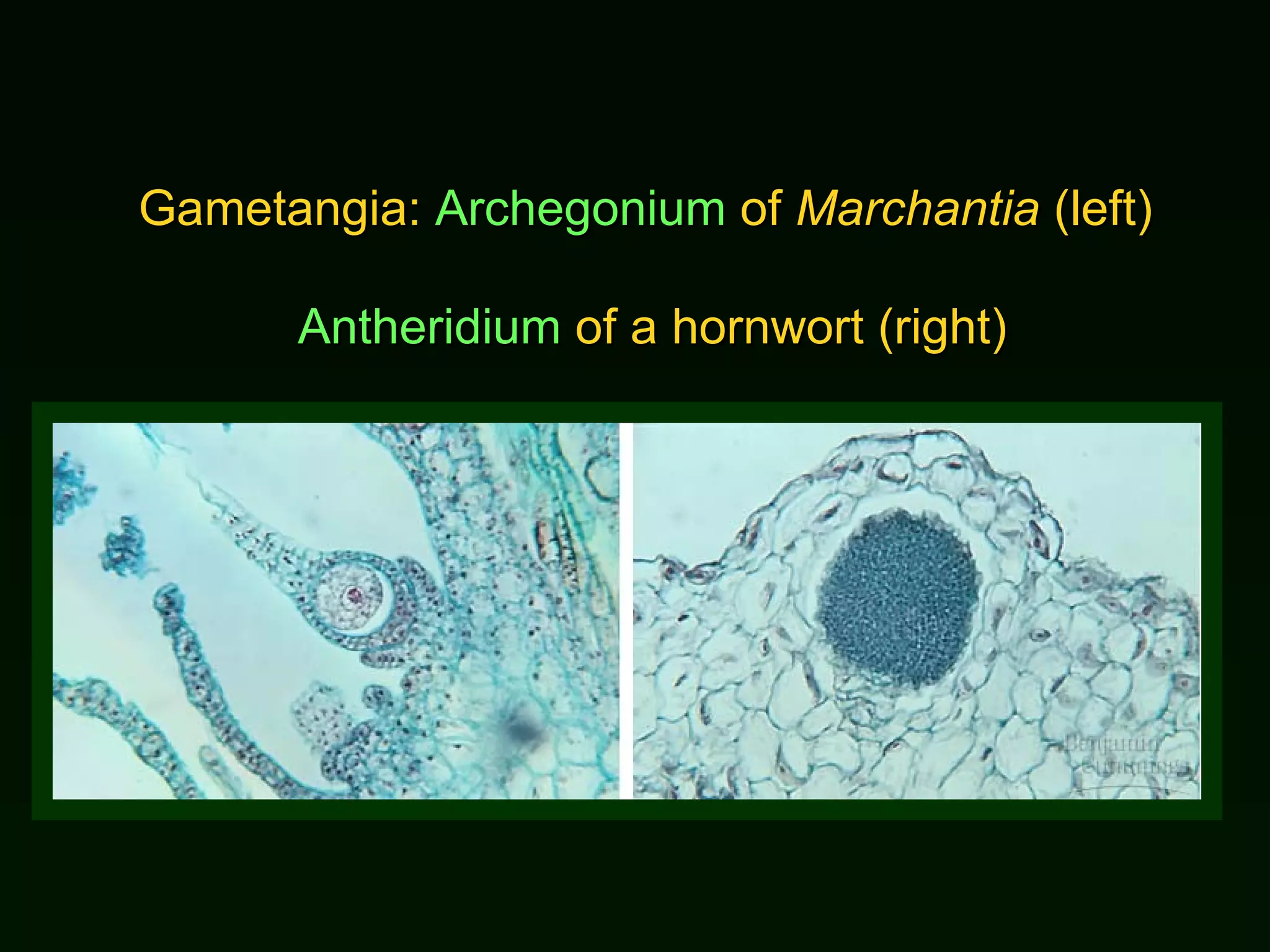 Gametangia:  Archegonium  of  Marchantia  (left)  Antheridium  of a hornwort (right) 