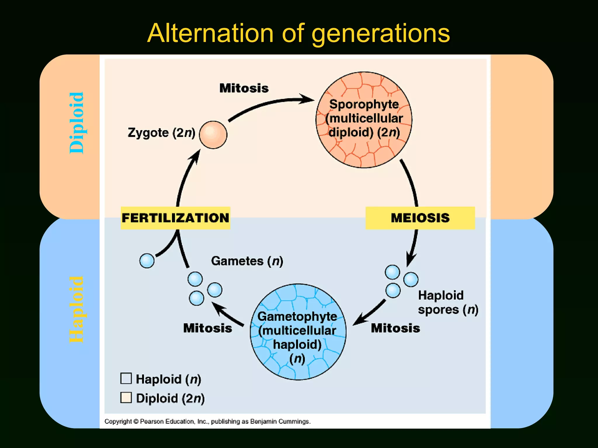 Alternation of generations Diploid Haploid 