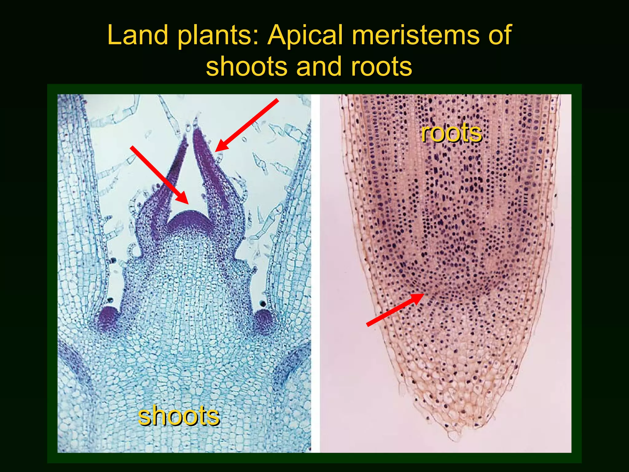 Land plants: Apical meristems of shoots and roots shoots roots 