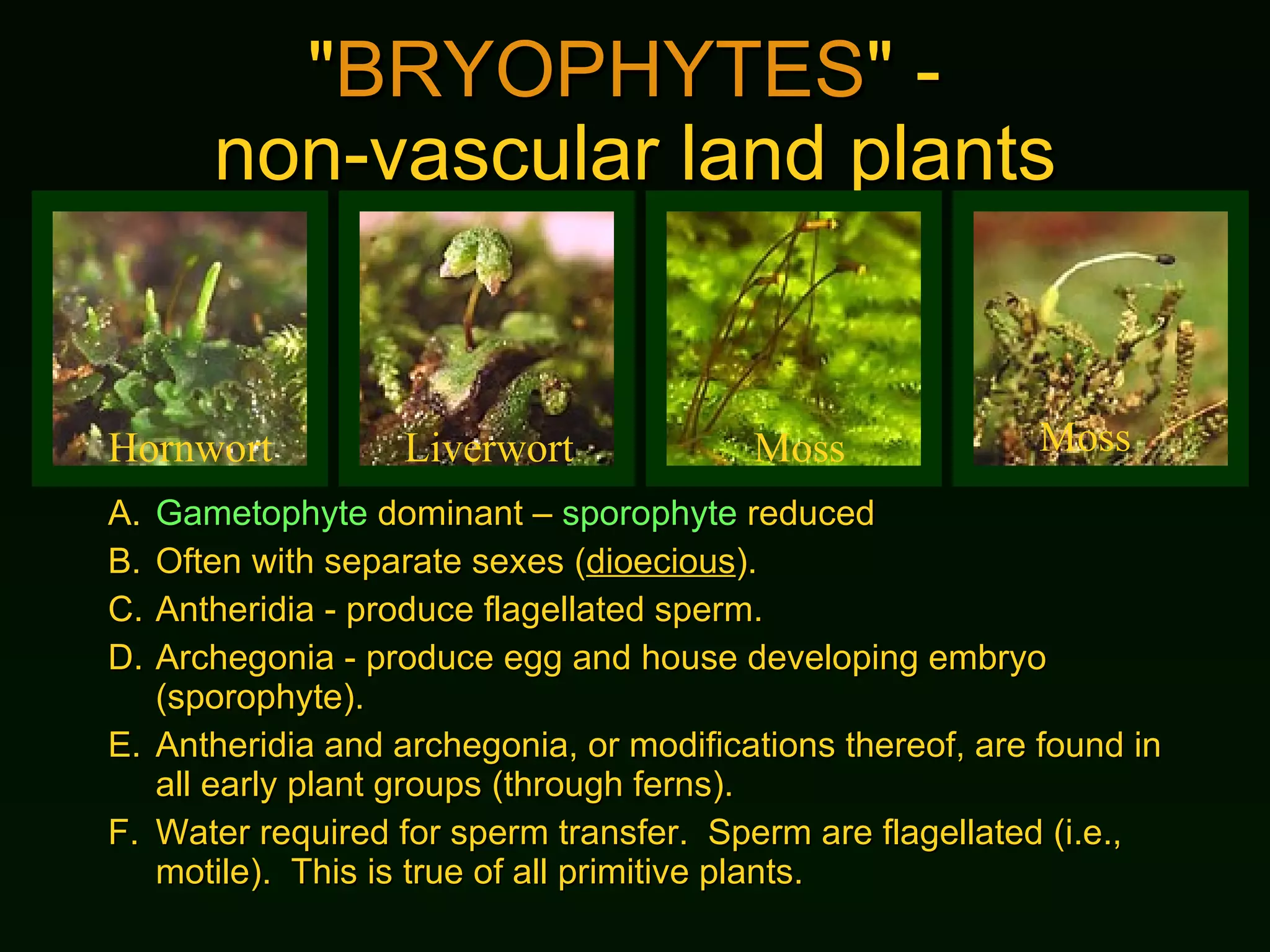 " BRYOPHYTES " -  non-vascular land plants A. Gametophyte  dominant –  sporophyte  reduced B. Often with separate sexes ( dioecious ). C. Antheridia - produce flagellated sperm. D. Archegonia - produce egg and house developing embryo (sporophyte). E. Antheridia and archegonia, or modifications thereof, are found in all early plant groups (through ferns). F. Water required for sperm transfer.  Sperm are flagellated (i.e., motile).  This is true of all primitive plants.  Hornwort Liverwort Moss Moss 