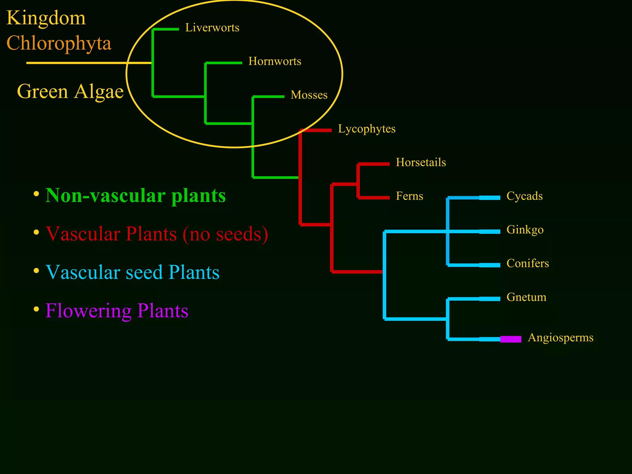 Kingdom  Chlorophyta Non-vascular plants Vascular Plants   (no seeds) Vascular seed Plants Flowering Plants Liverworts Hornworts Mosses Lycophytes Horsetails Ferns Cycads Ginkgo Conifers Gnetum Angiosperms Green Algae 