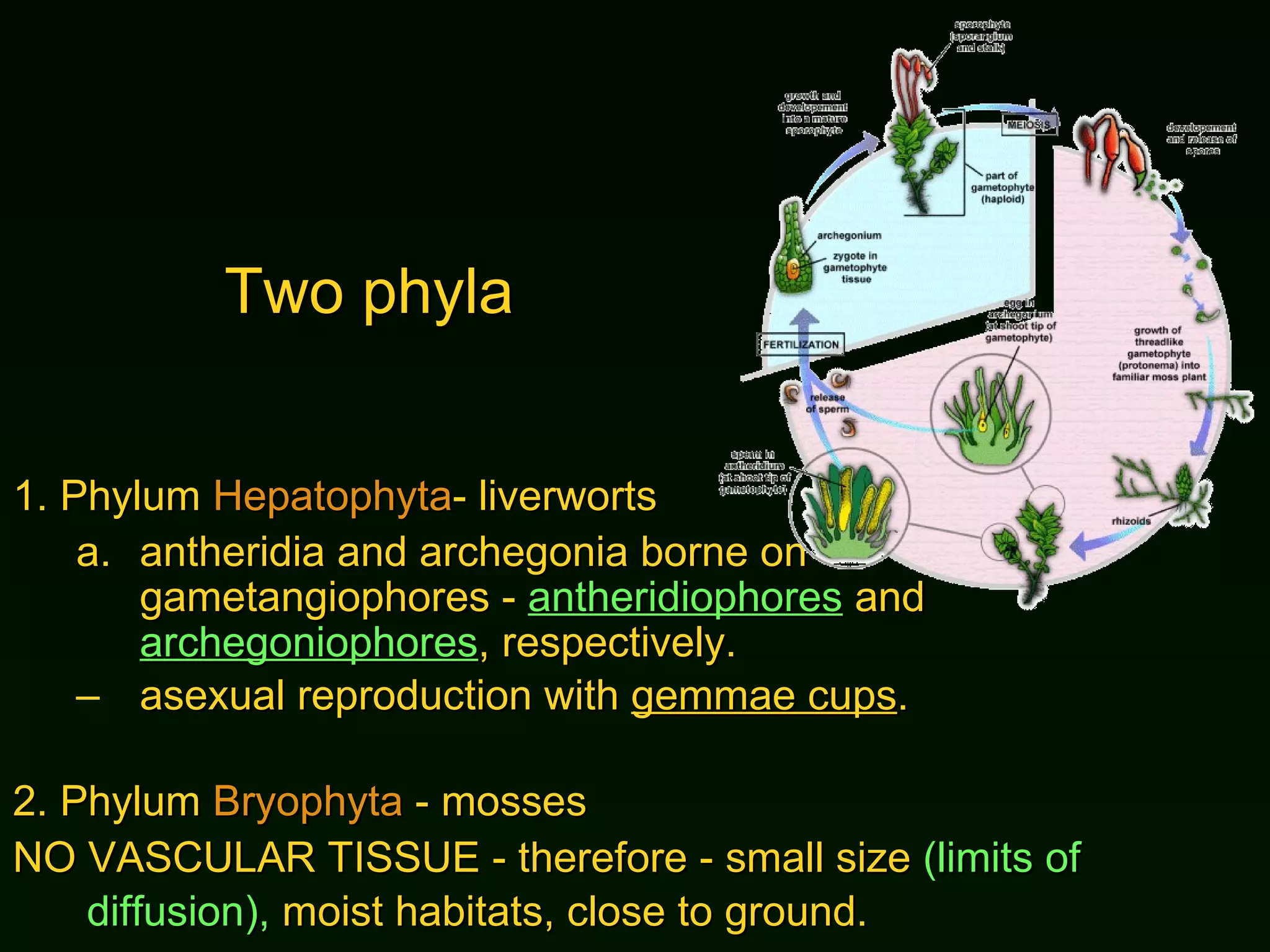 Two phyla 1. Phylum  Hepatophyta - liverworts a. antheridia and archegonia borne on gametangiophores -  antheridiophores  and  archegoniophores , respectively. asexual reproduction with  gemmae cups . 2. Phylum  Bryophyta  - mosses NO VASCULAR TISSUE - therefore - small size  (limits of diffusion),  moist habitats, close to ground.   