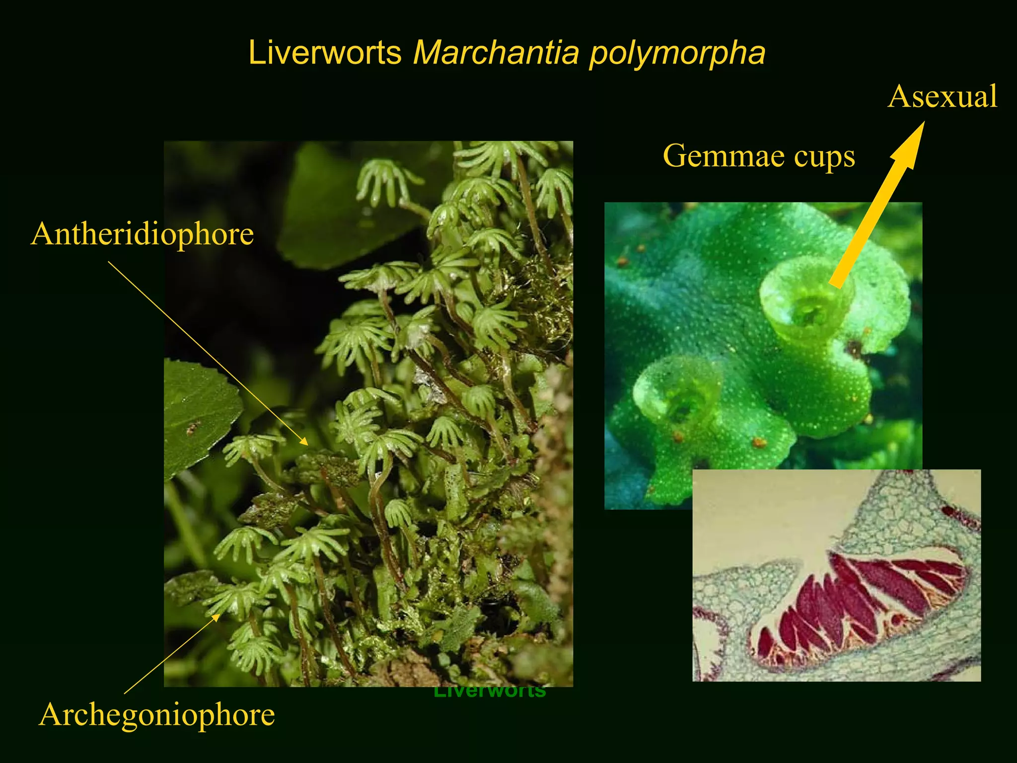Liverworts Liverworts  Marchantia polymorpha Gemmae cups Archegoniophore Antheridiophore Asexual  