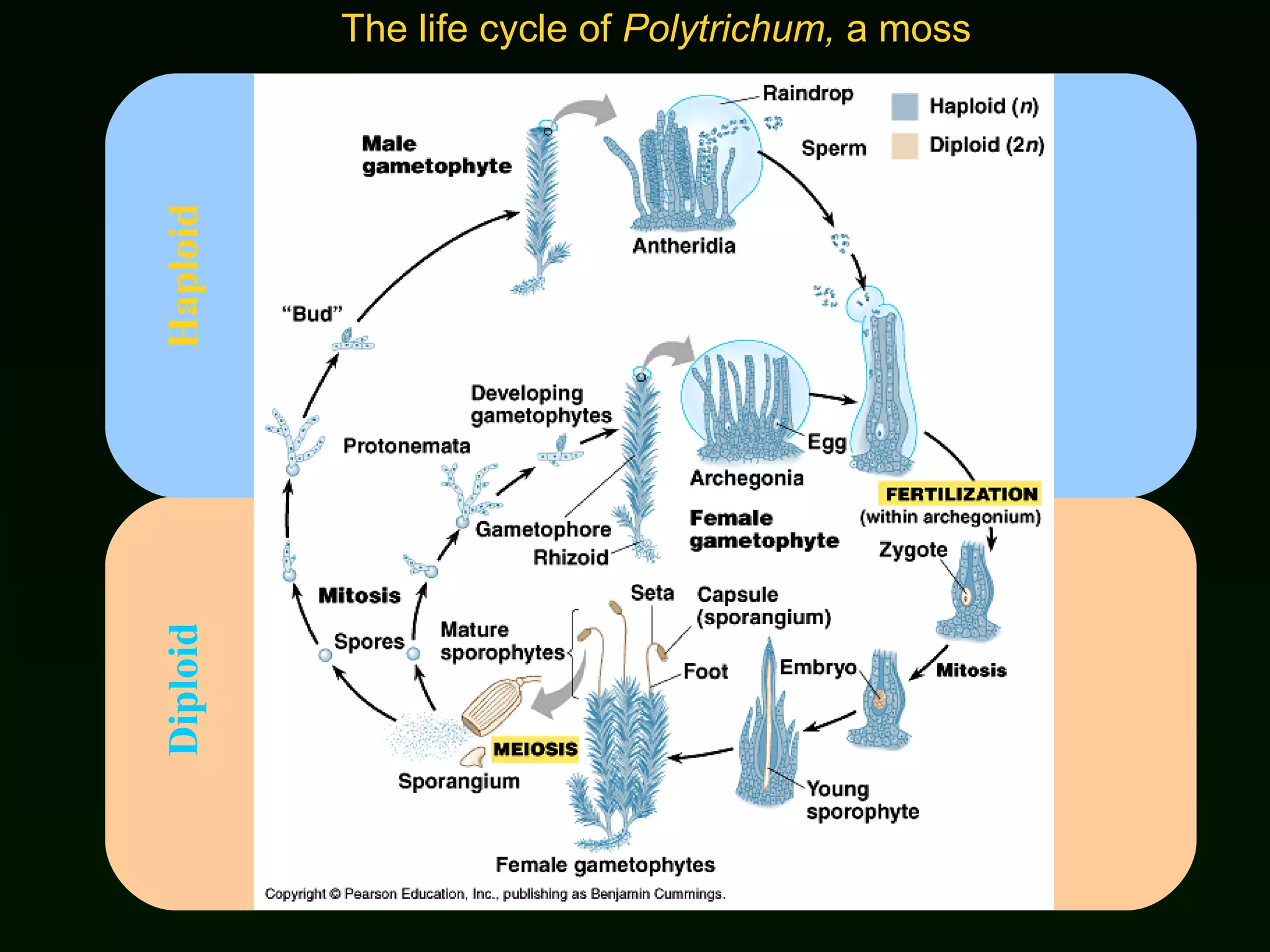 The life cycle of  Polytrichum,  a moss Diploid Haploid 
