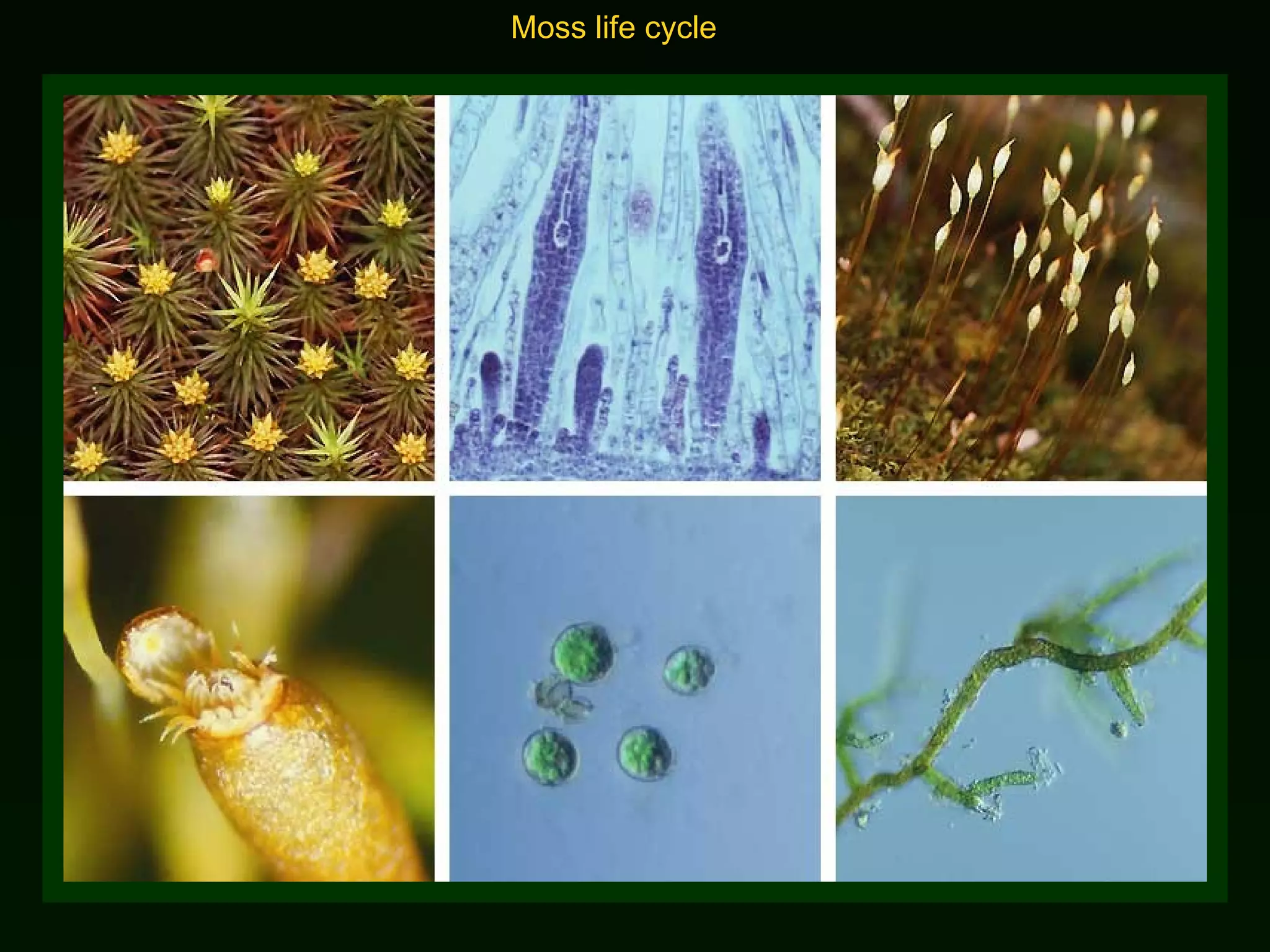 Moss life cycle 