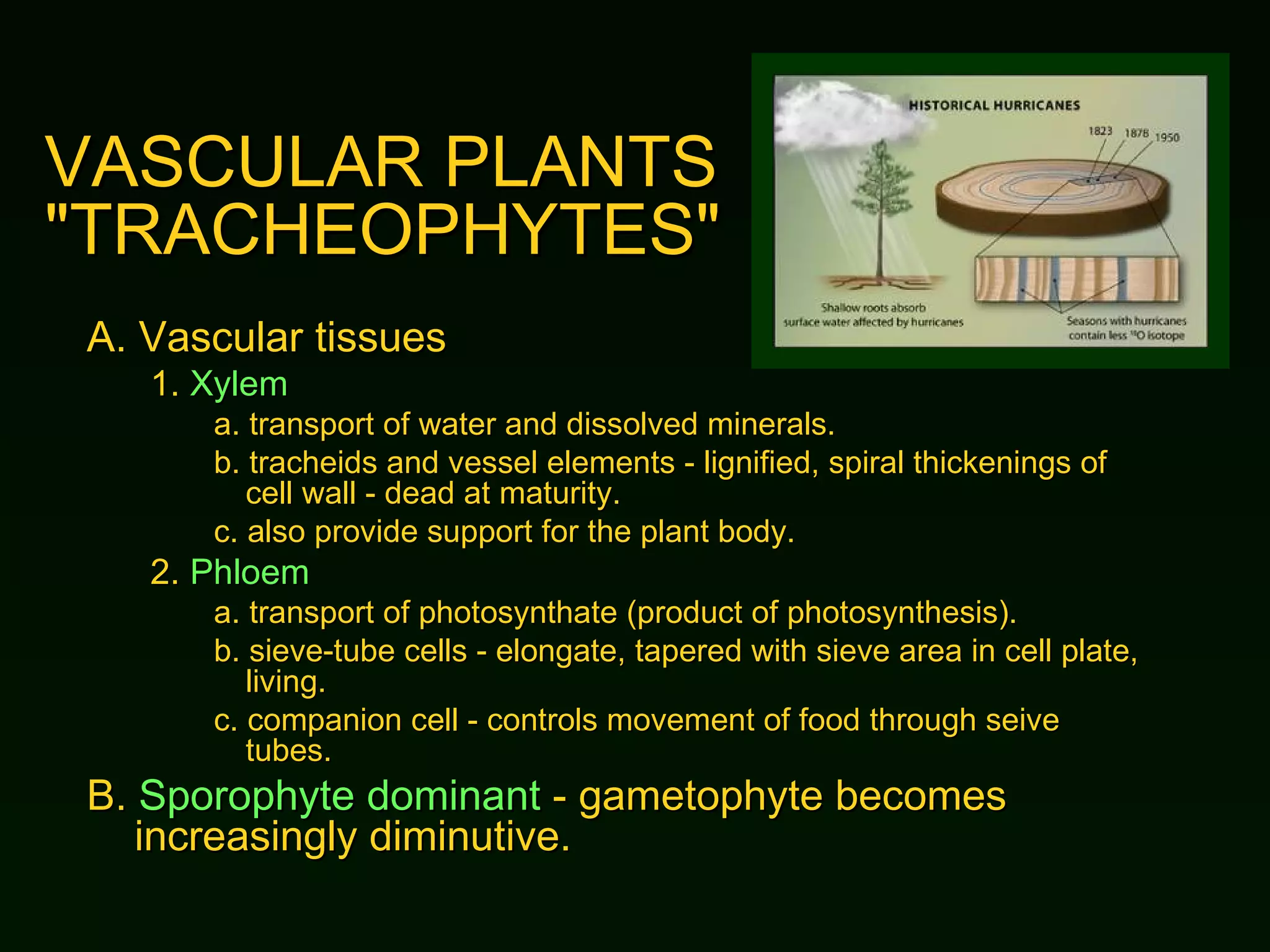 VASCULAR PLANTS  "TRACHEOPHYTES" A.  Vascular tissues 1. Xylem a.  transport of water and dissolved minerals. b.  tracheids and vessel elements - lignified, spiral thickenings of cell wall - dead at maturity. c.  also provide support for the plant body. 2. Phloem a.  transport of photosynthate (product of photosynthesis). b.  sieve-tube cells - elongate, tapered with sieve area in cell plate, living. c.  companion cell - controls movement of food through seive tubes. B.  Sporophyte dominant  - gametophyte becomes increasingly diminutive. 