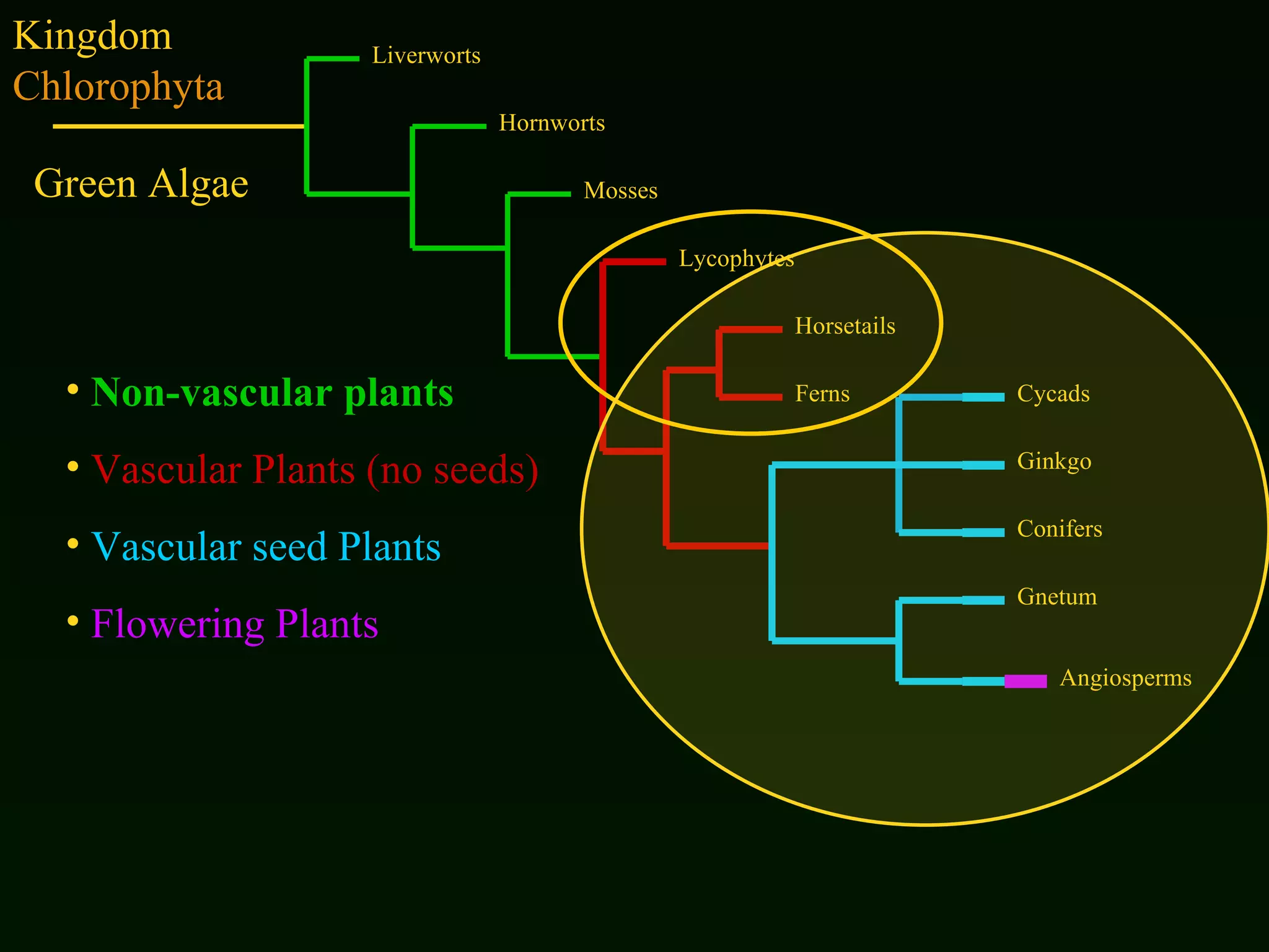 Kingdom  Chlorophyta Non-vascular plants Vascular Plants   (no seeds) Vascular seed Plants Flowering Plants Liverworts Hornworts Mosses Lycophytes Horsetails Ferns Cycads Ginkgo Conifers Gnetum Angiosperms Green Algae 