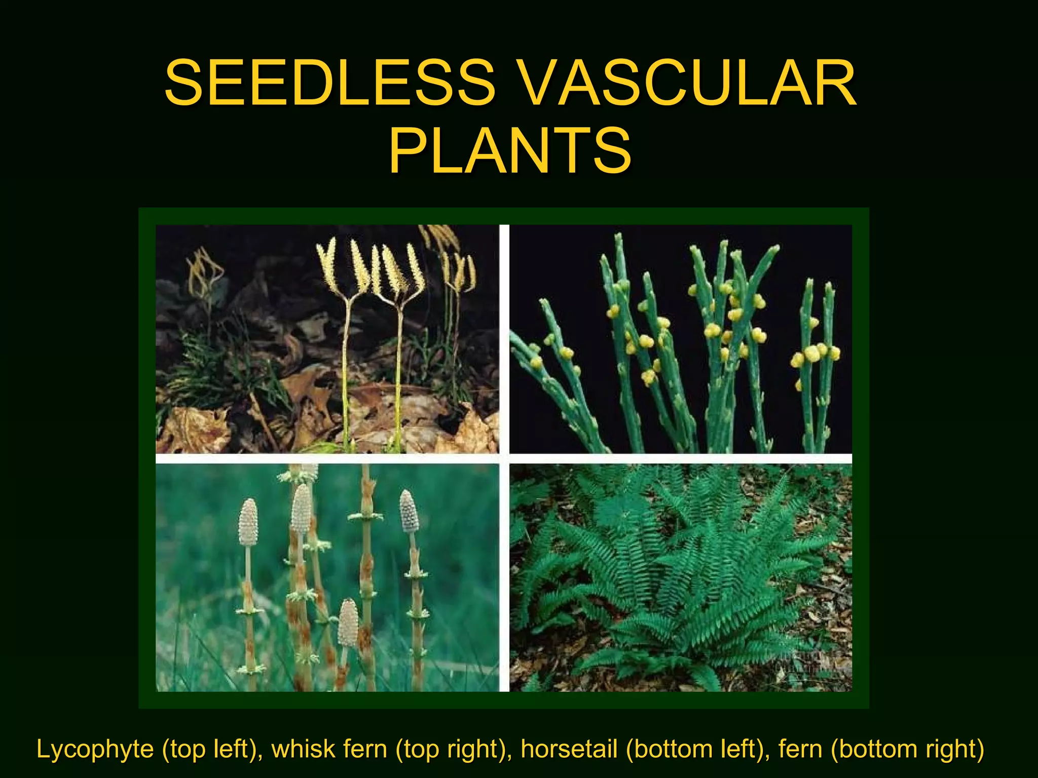 SEEDLESS VASCULAR PLANTS Lycophyte (top left), whisk fern (top right), horsetail (bottom left), fern (bottom right) 