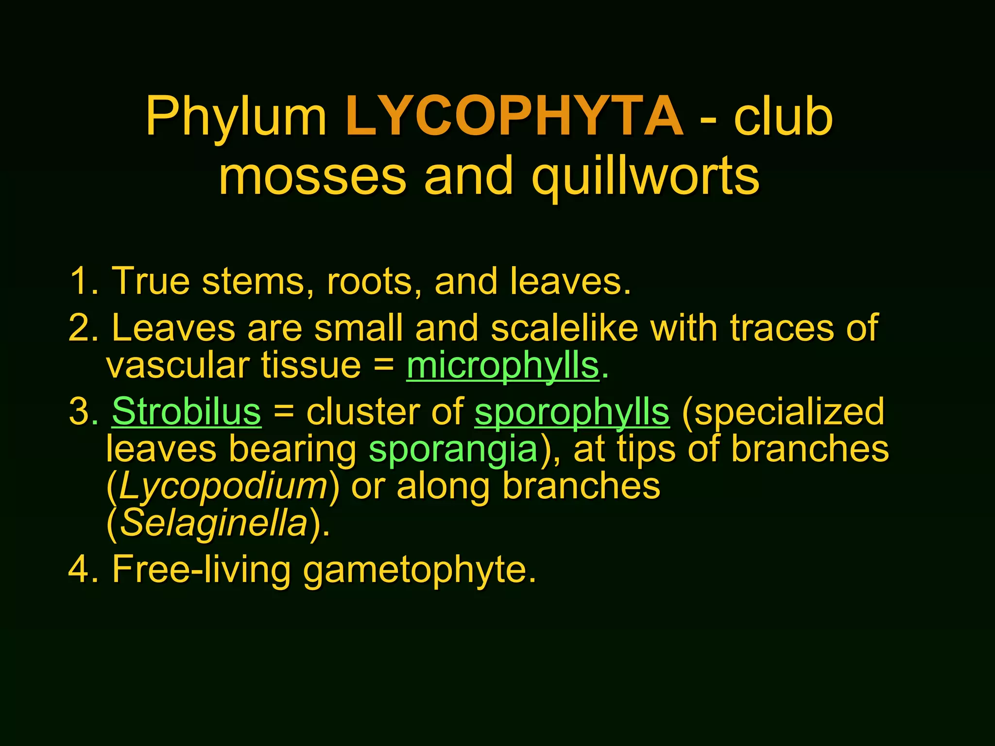Phylum  LYCOPHYTA  - club mosses and quillworts 1.  True stems, roots, and leaves. 2.  Leaves are small and scalelike with traces of vascular tissue =  microphylls . 3 .  Strobilus  = cluster of  sporophylls  (specialized leaves bearing  sporangia ), at tips of branches ( Lycopodium ) or along branches ( Selaginella ). 4.  Free-living gametophyte. 