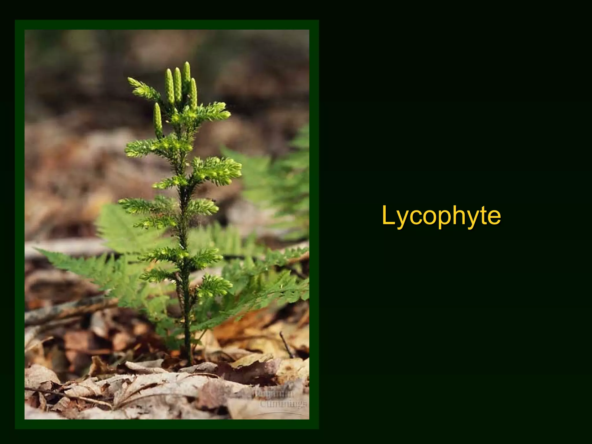 Lycophyte 