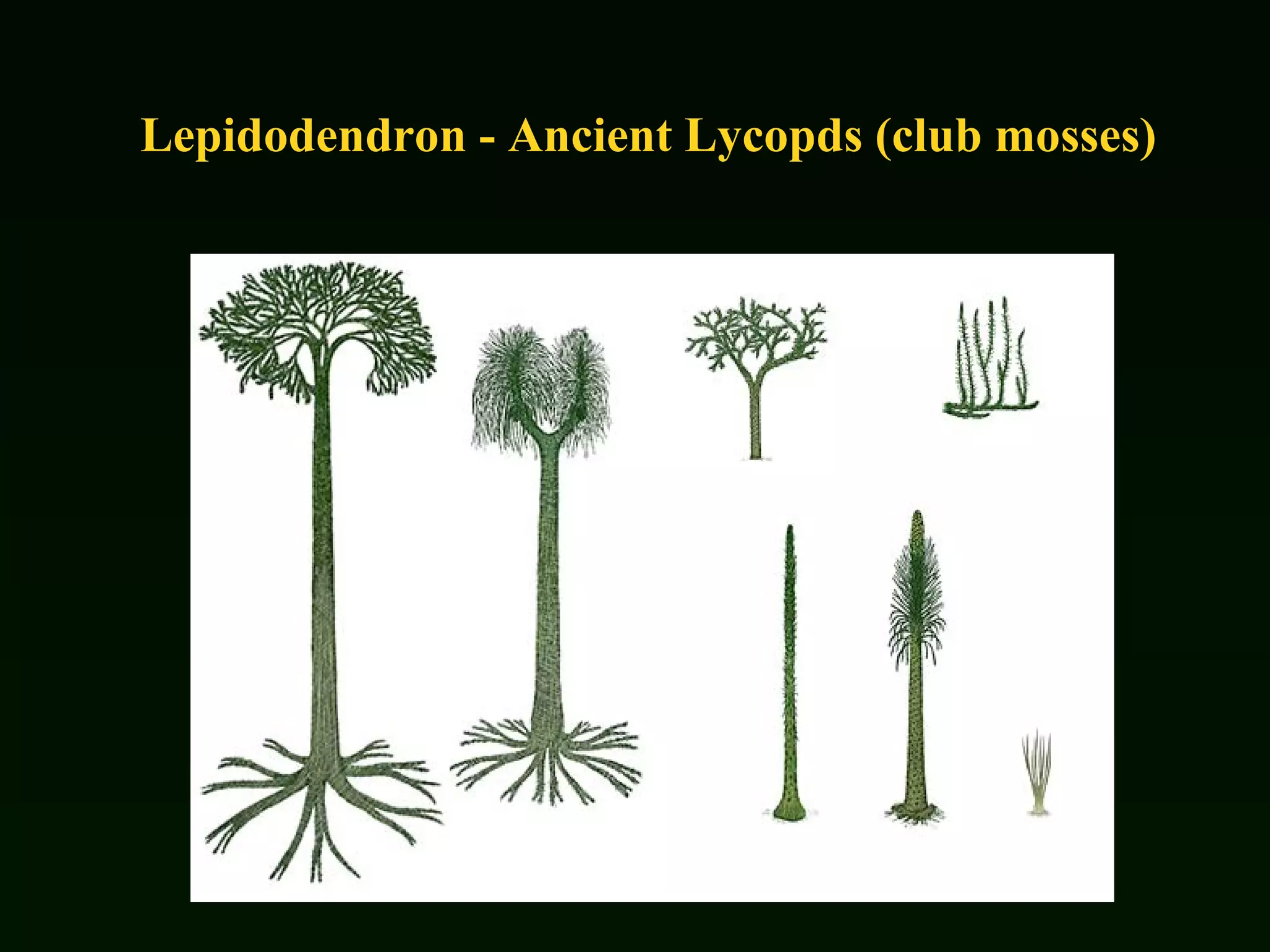 Lepidodendron - Ancient Lycopds (club mosses) 