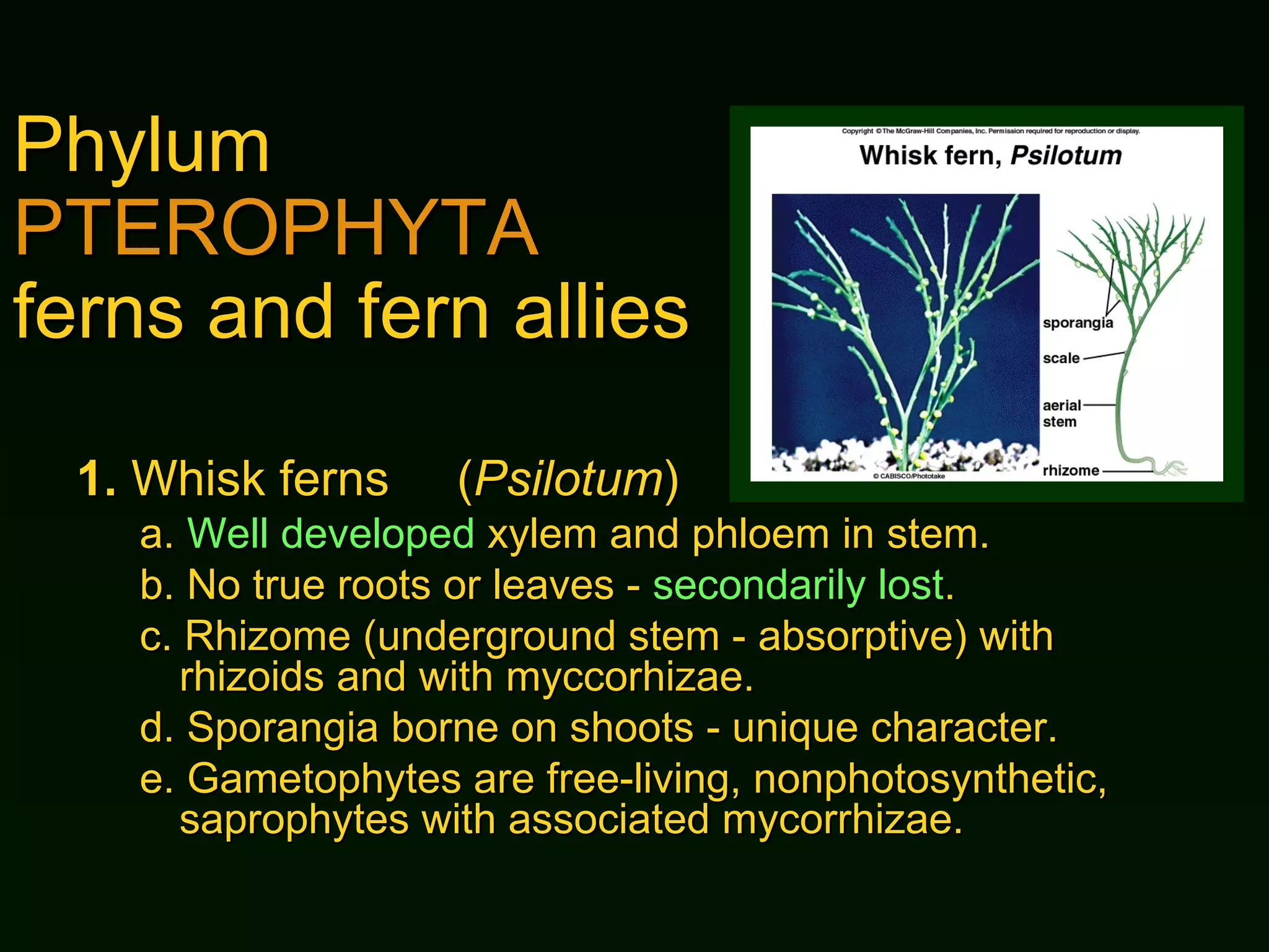 Phylum  PTEROPHYTA ferns and fern allies 1.  Whisk ferns ( Psilotum ) a.  Well developed  xylem and phloem in stem. b.  No true roots or leaves -  secondarily lost . c.  Rhizome (underground stem - absorptive) with rhizoids and with myccorhizae. d.  Sporangia borne on shoots - unique character. e.  Gametophytes are free-living, nonphotosynthetic, saprophytes with associated mycorrhizae. 