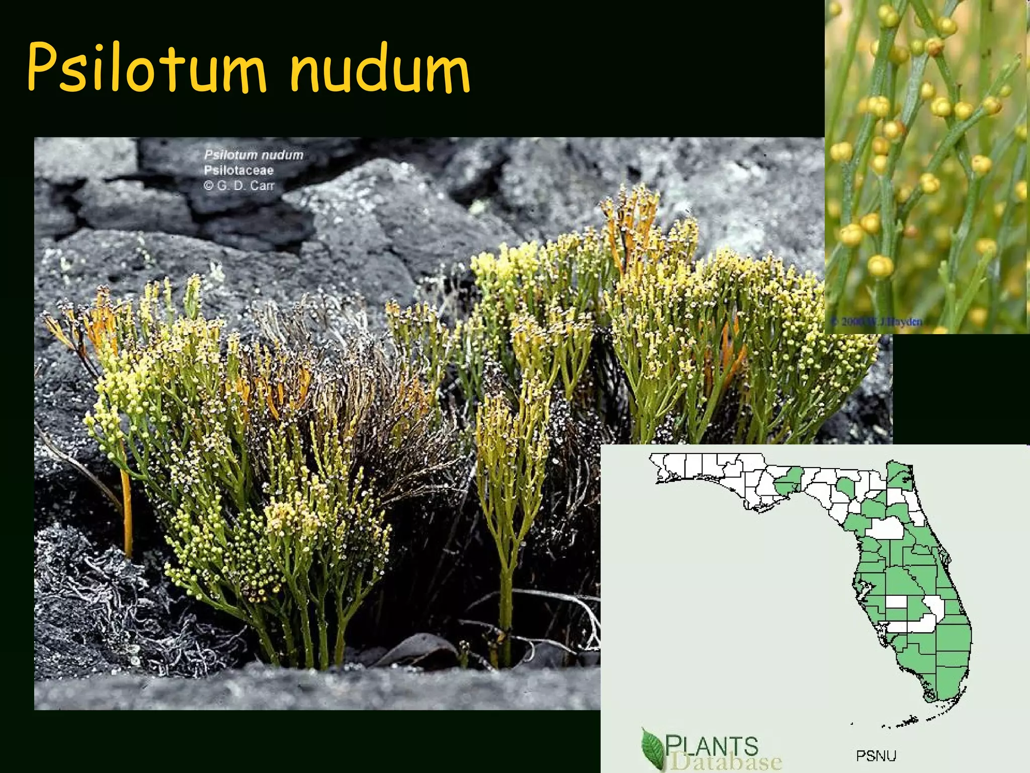 Psilotum nudum 