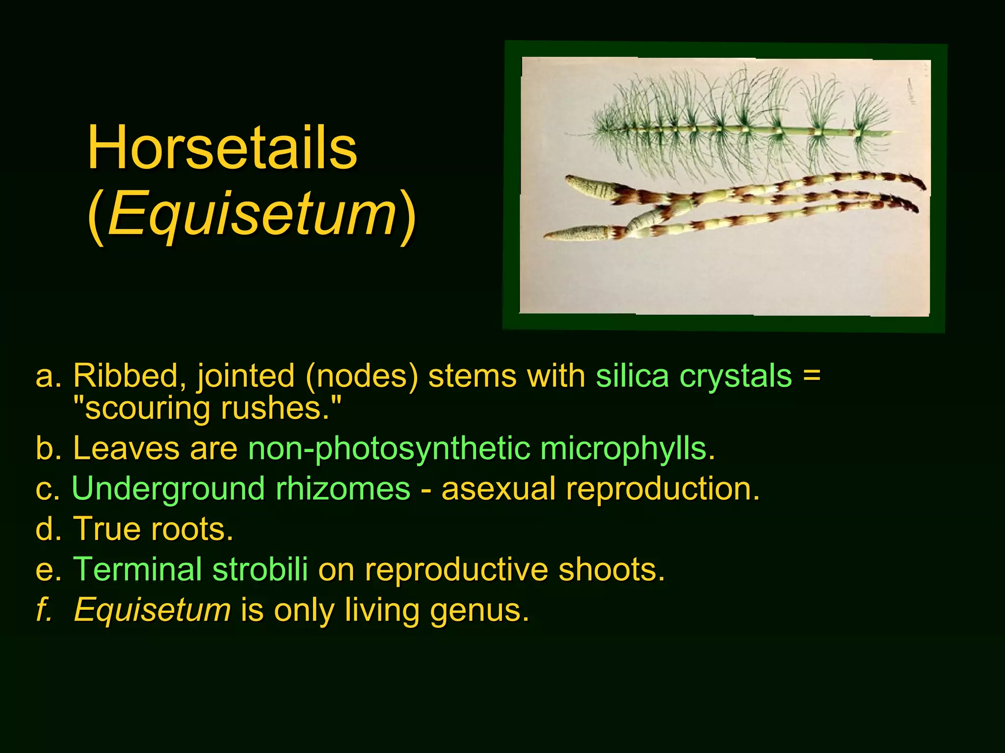 Horsetails ( Equisetum ) a.  Ribbed, jointed (nodes) stems with  silica crystals  = "scouring rushes." b.  Leaves are  non-photosynthetic microphylls . c.  Underground rhizomes  - asexual reproduction. d.  True roots. e.  Terminal strobili  on reproductive shoots. f. Equisetum  is only living genus. 
