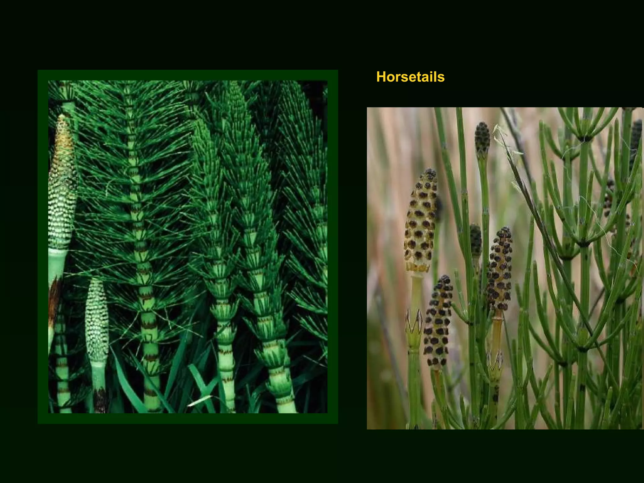 Horsetails 
