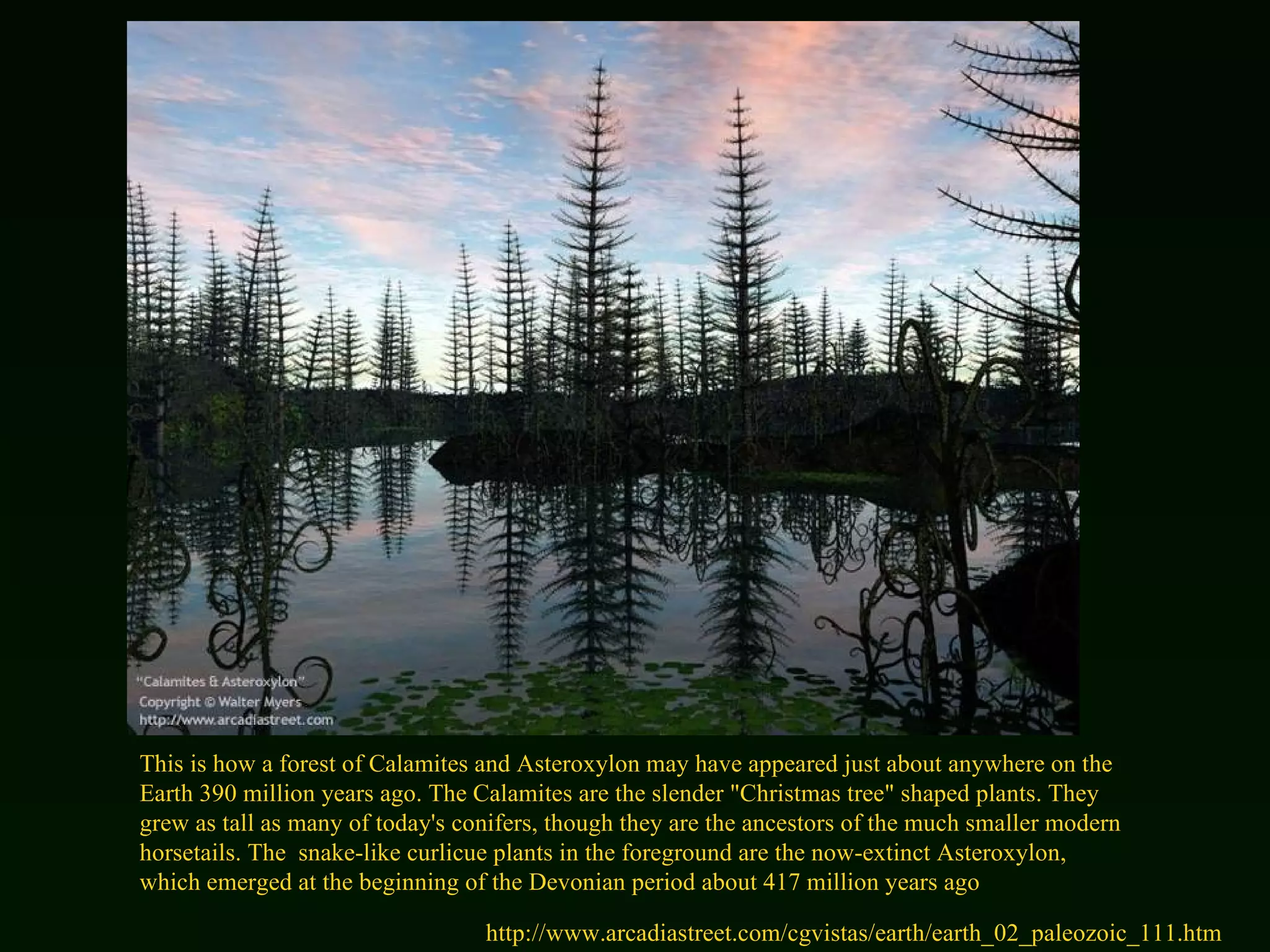 This is how a forest of Calamites and Asteroxylon may have appeared just about anywhere on the Earth 390 million years ago. The Calamites are the slender "Christmas tree" shaped plants. They grew as tall as many of today's conifers, though they are the ancestors of the much smaller modern horsetails. The  snake-like curlicue plants in the foreground are the now-extinct Asteroxylon, which emerged at the beginning of the Devonian period about 417 million years ago  http://www.arcadiastreet.com/cgvistas/earth/earth_02_paleozoic_111.htm 