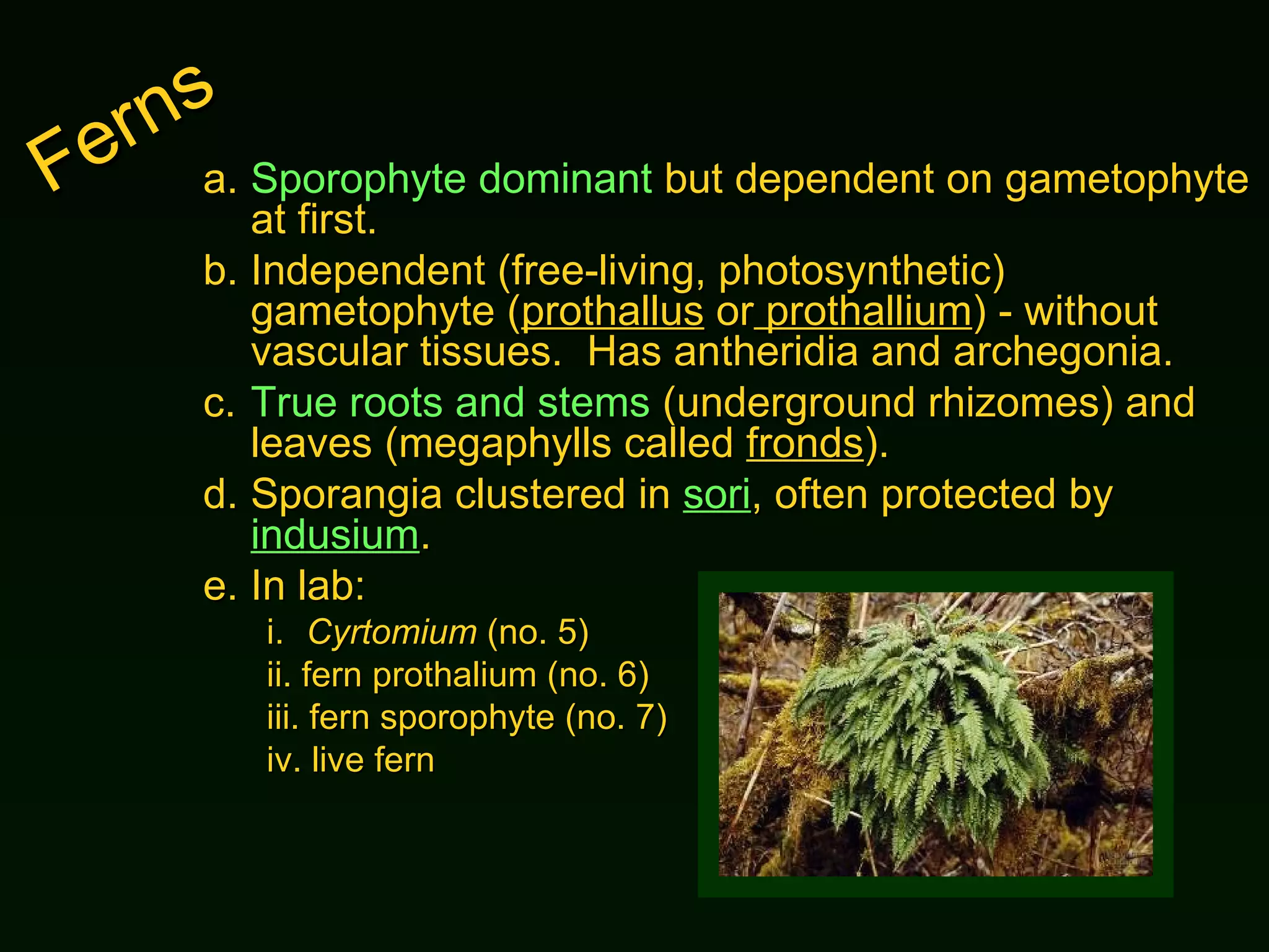 Ferns  a. Sporophyte dominant  but dependent on gametophyte at first. b. Independent (free-living, photosynthetic) gametophyte ( prothallus  or  prothallium ) - without vascular tissues.  Has antheridia and archegonia. c. True roots and stems  (underground rhizomes) and leaves (megaphylls called  fronds ). d. Sporangia clustered in  sori , often protected by  indusium . e. In lab: i. Cyrtomium  (no. 5) ii.  fern prothalium (no. 6) iii.  fern sporophyte (no. 7) iv.  live fern 
