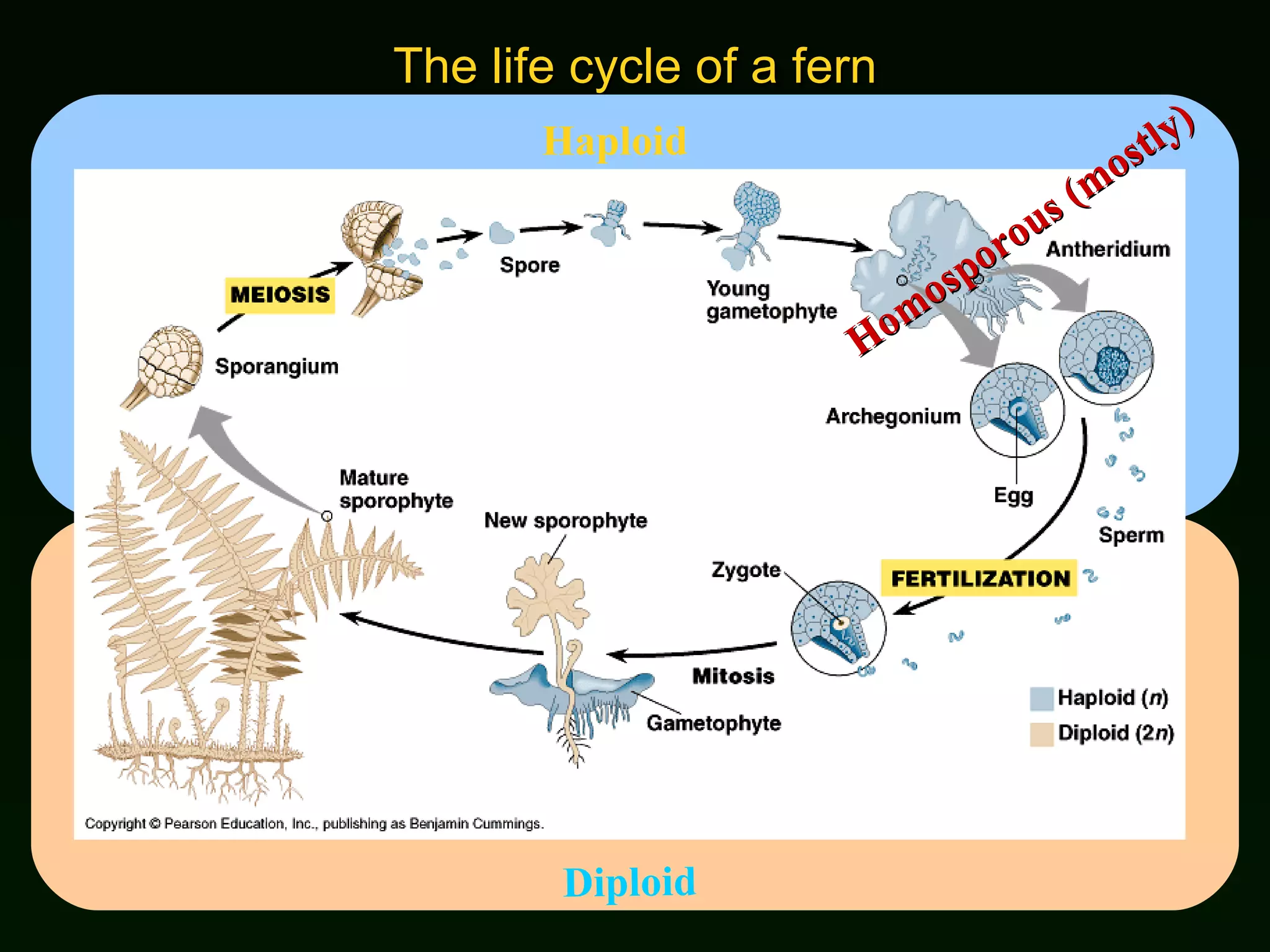 The life cycle of a fern Haploid Diploid Homosporous (mostly) 