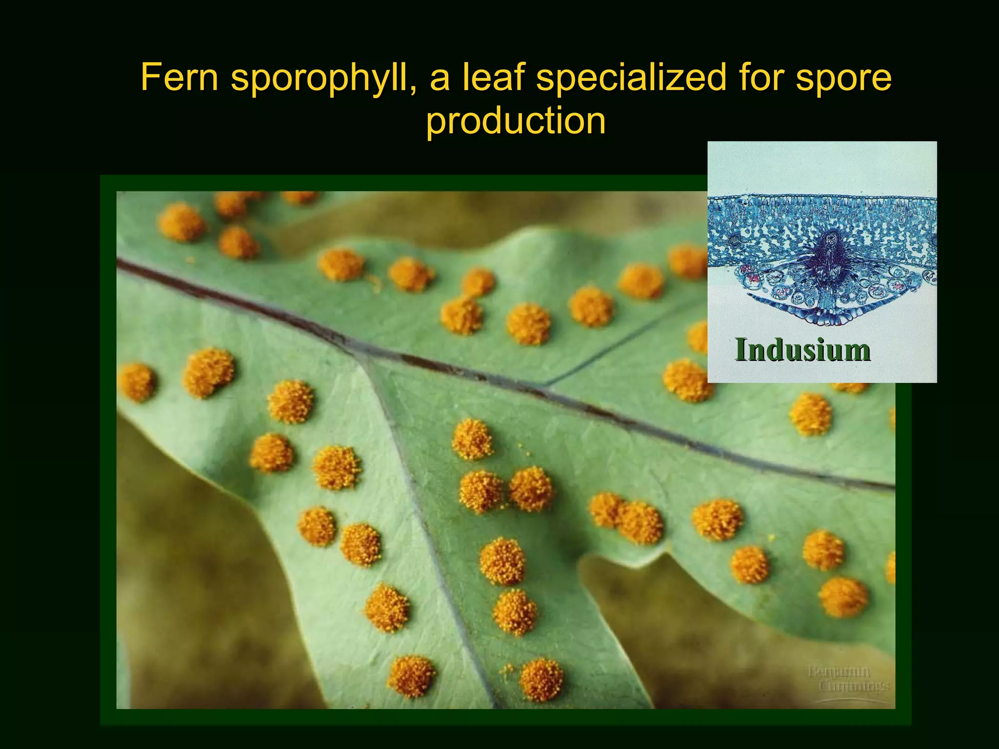 Fern sporophyll, a leaf specialized for spore production Indusium 