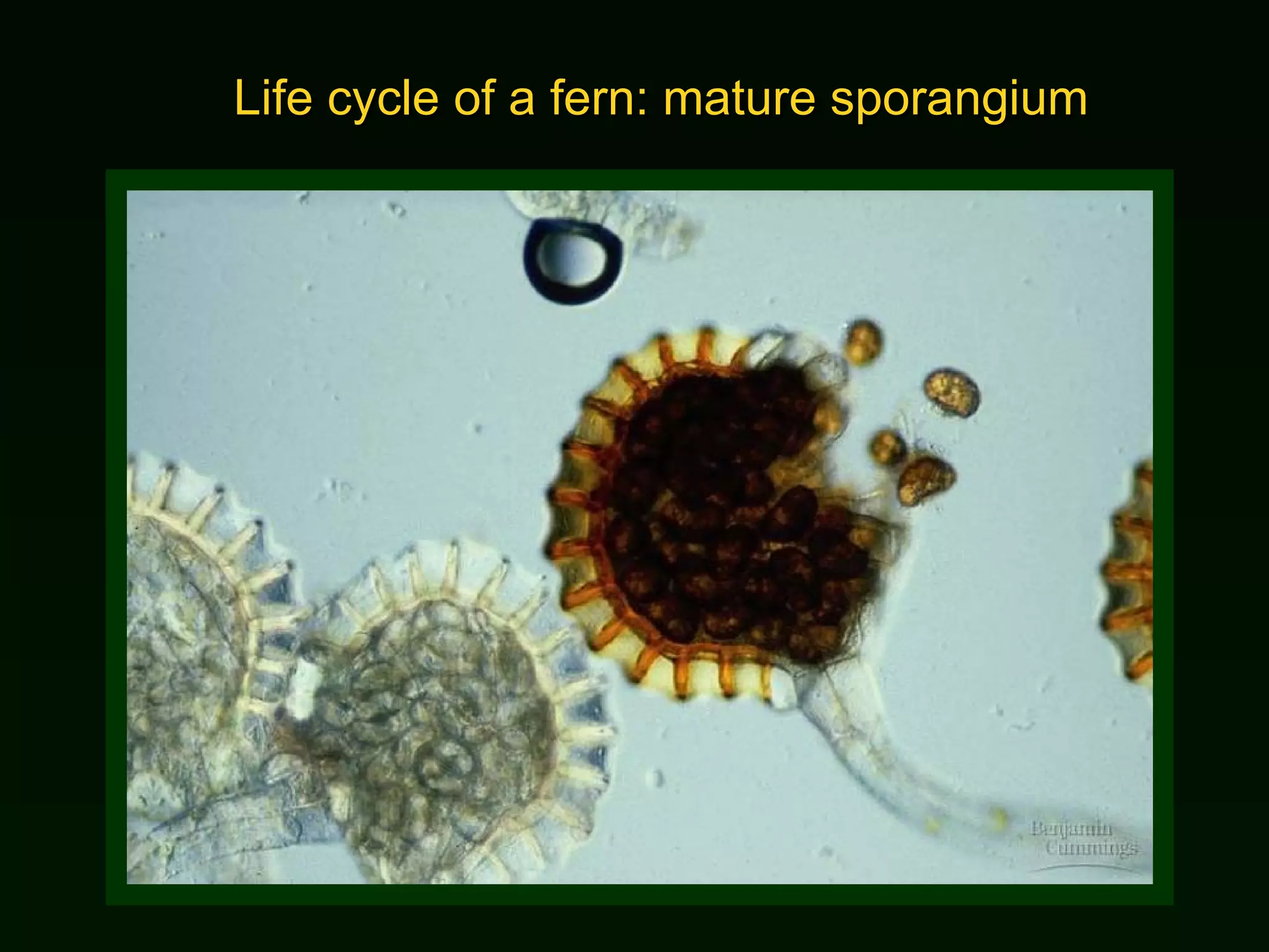 Life cycle of a fern: mature sporangium 