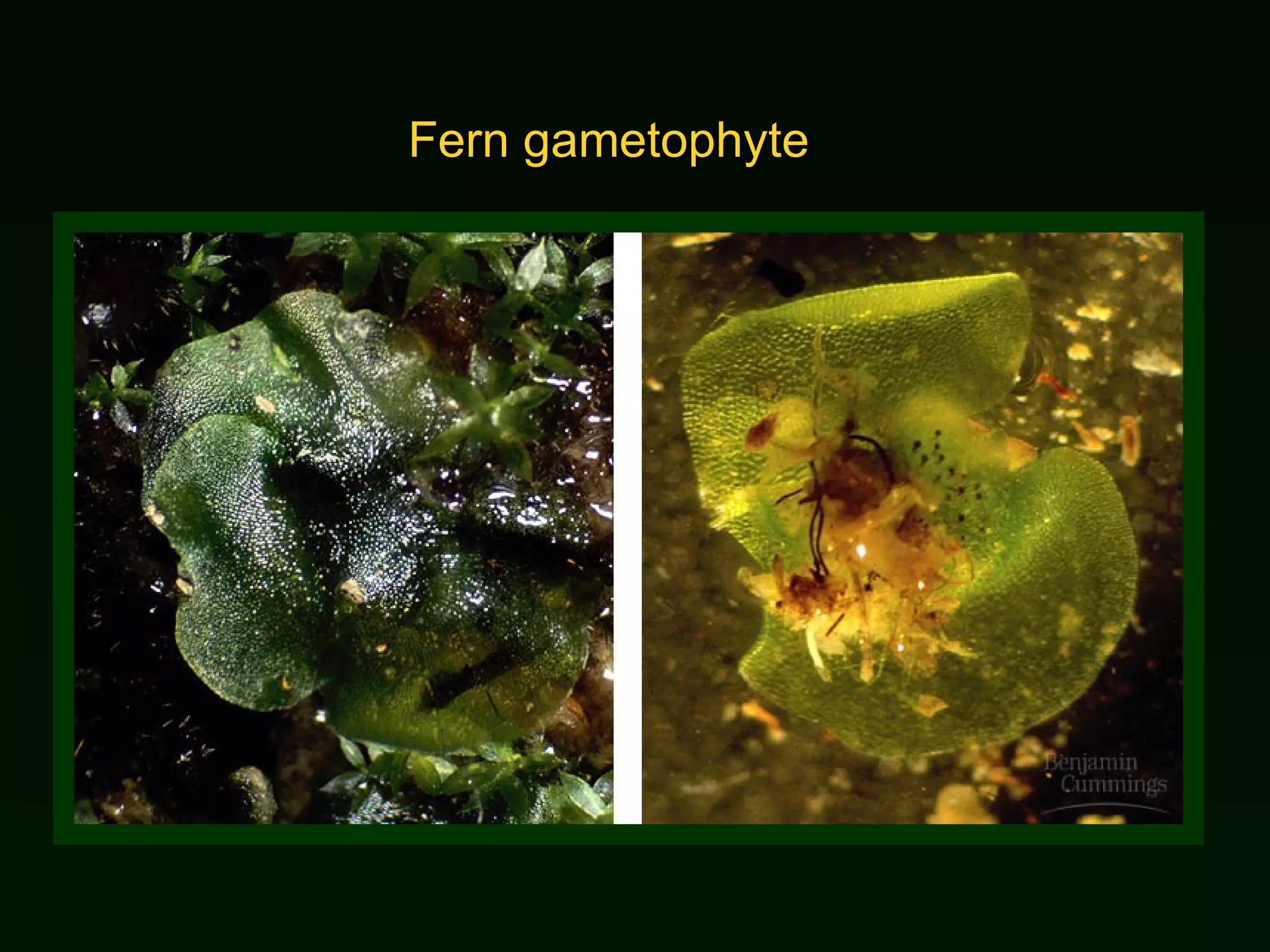 Fern gametophyte 