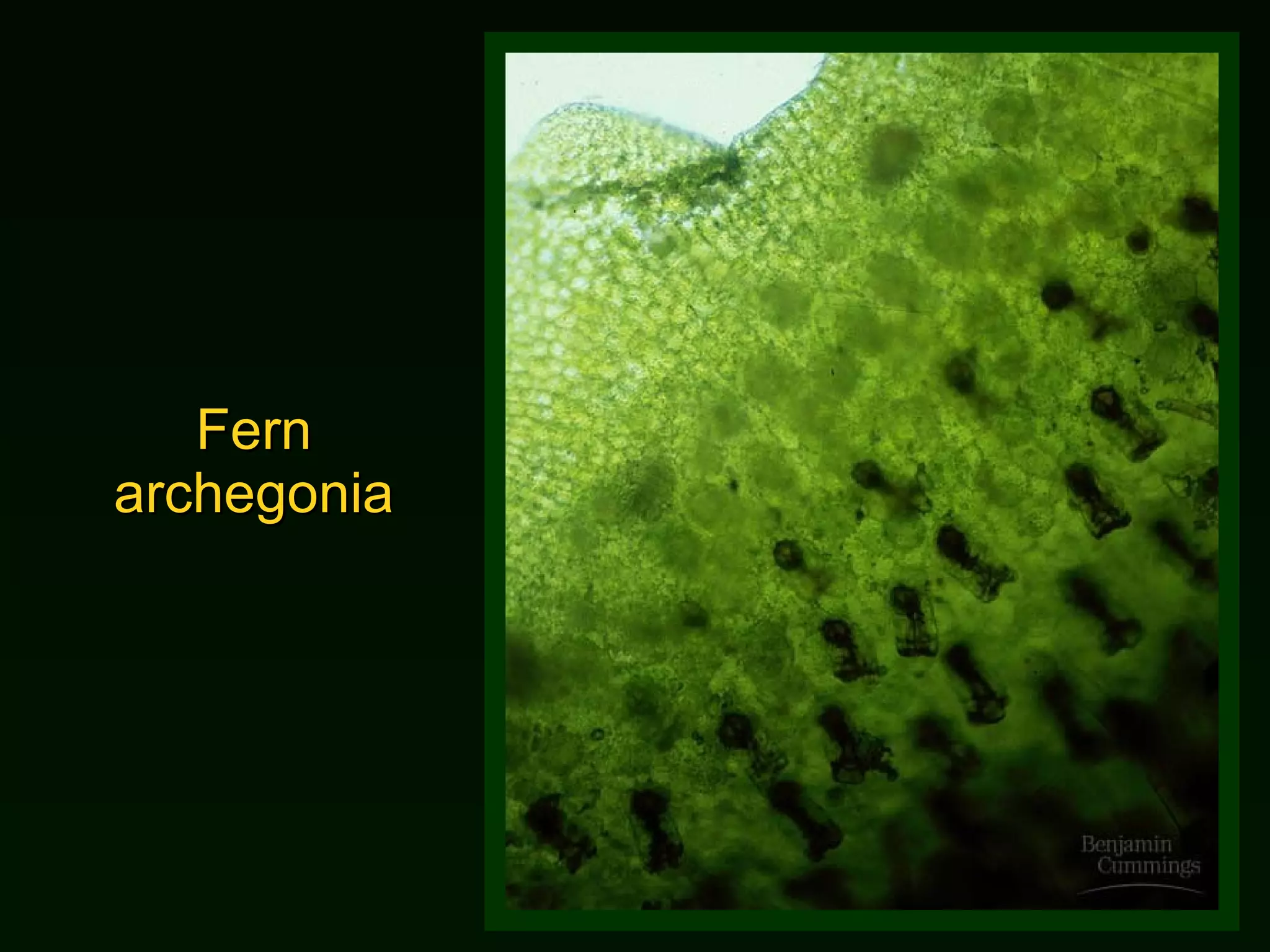 Fern archegonia 