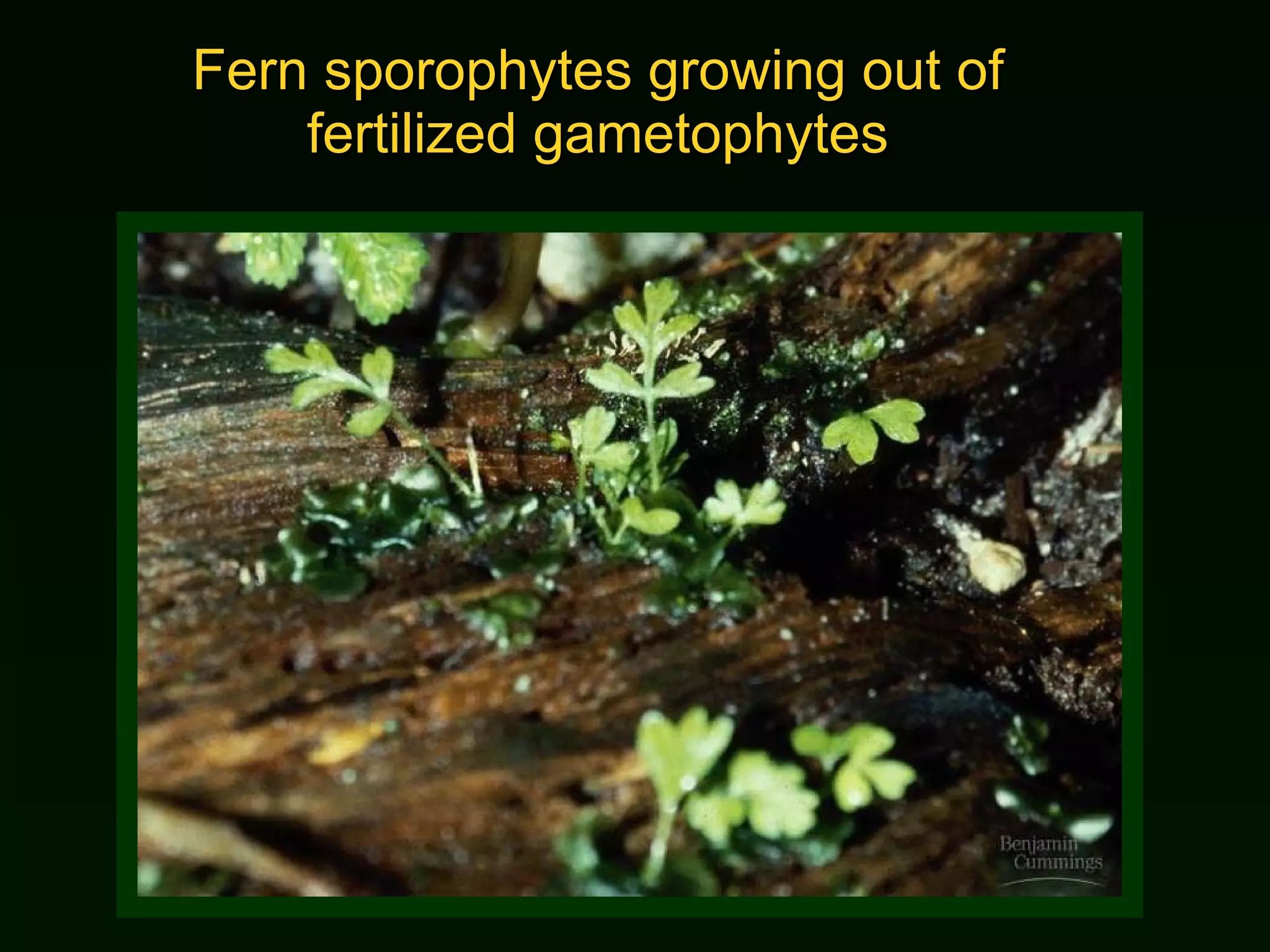 Fern sporophytes growing out of fertilized gametophytes 