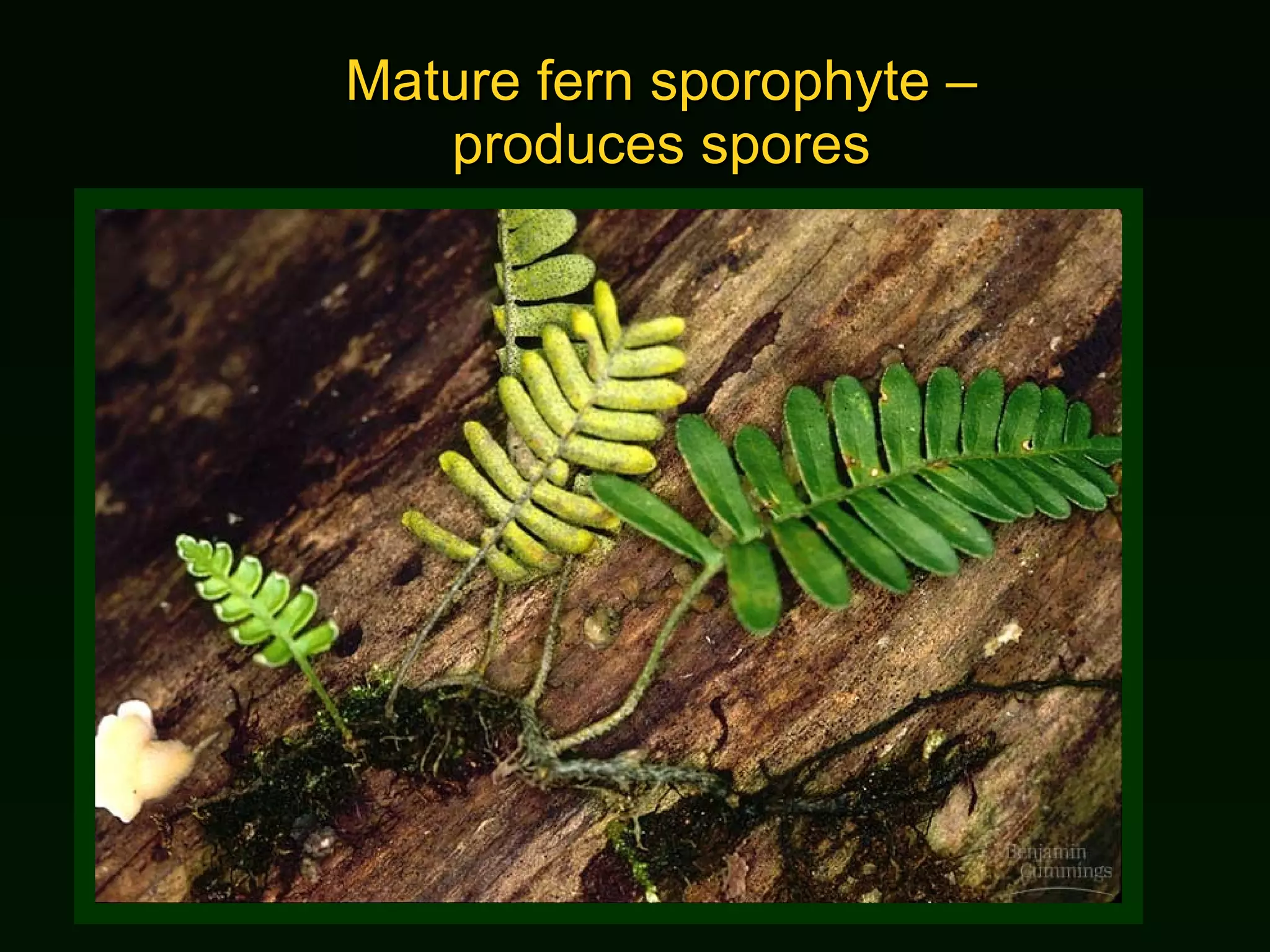 Mature fern sporophyte – produces spores 
