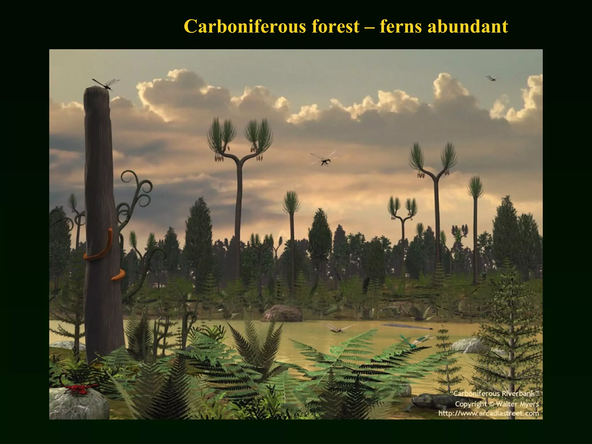 Carboniferous forest – ferns abundant 