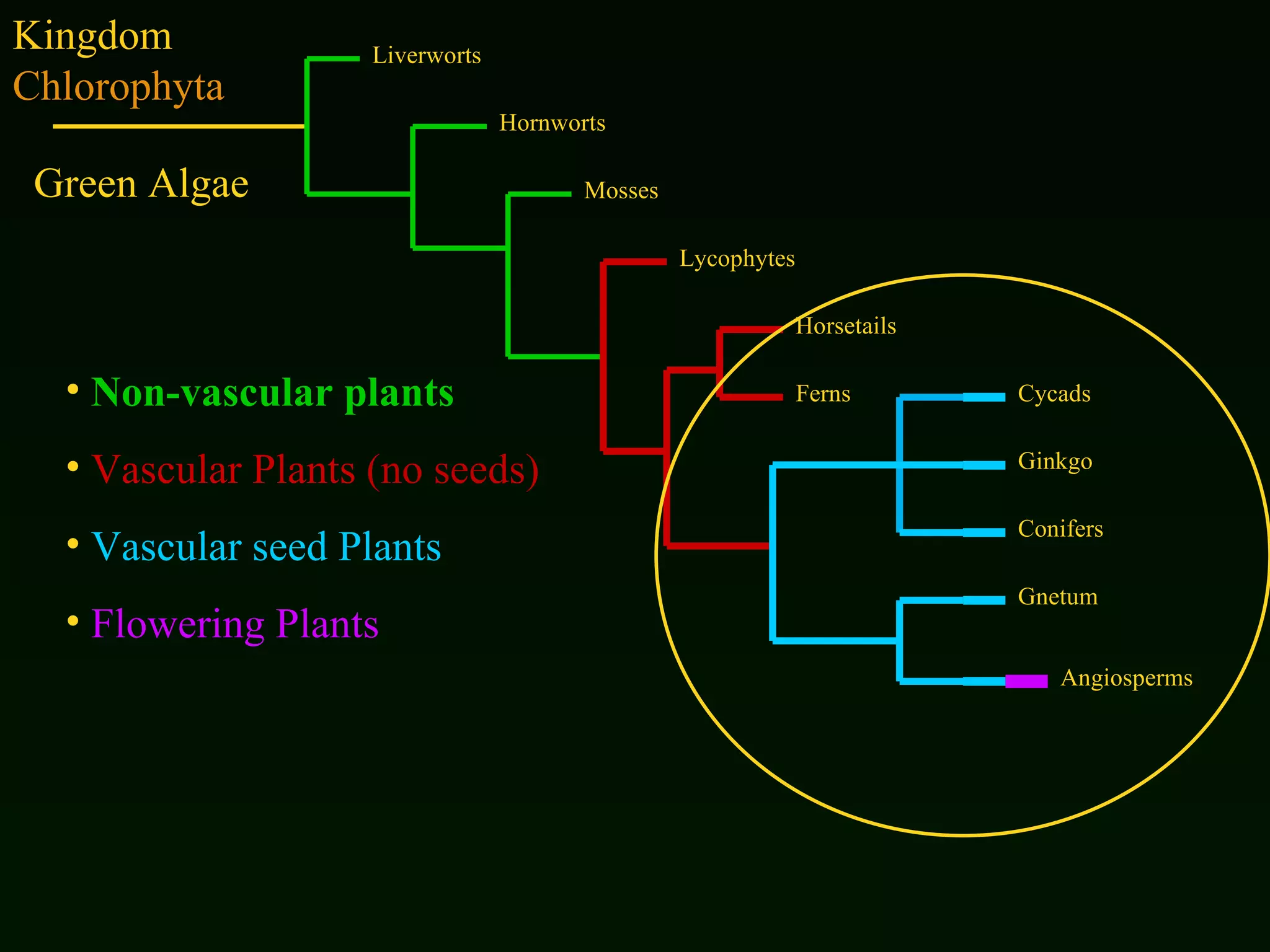 Kingdom  Chlorophyta Non-vascular plants Vascular Plants   (no seeds) Vascular seed Plants Flowering Plants Liverworts Hornworts Mosses Lycophytes Horsetails Ferns Cycads Ginkgo Conifers Gnetum Angiosperms Green Algae 