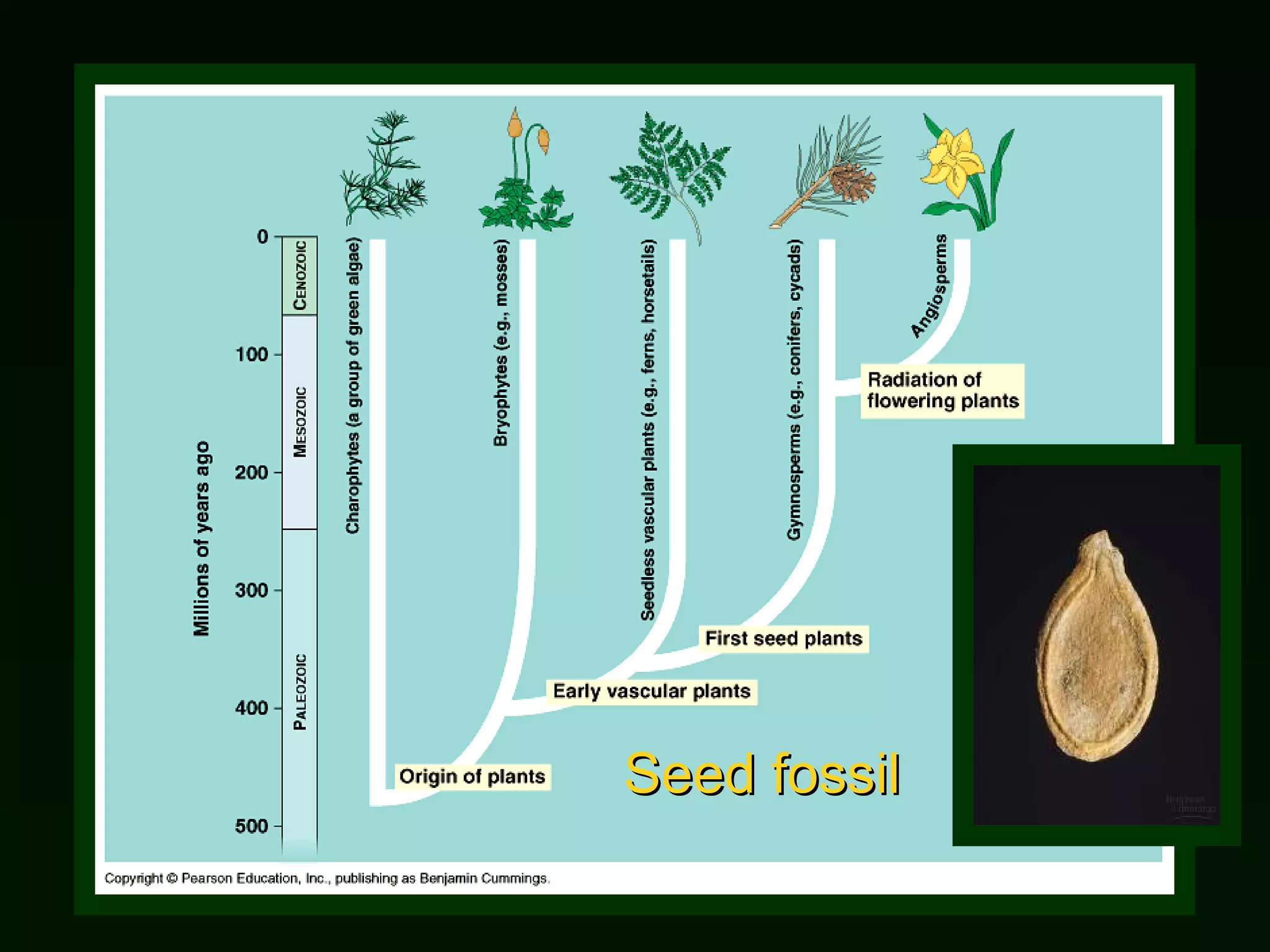 Seed fossil 