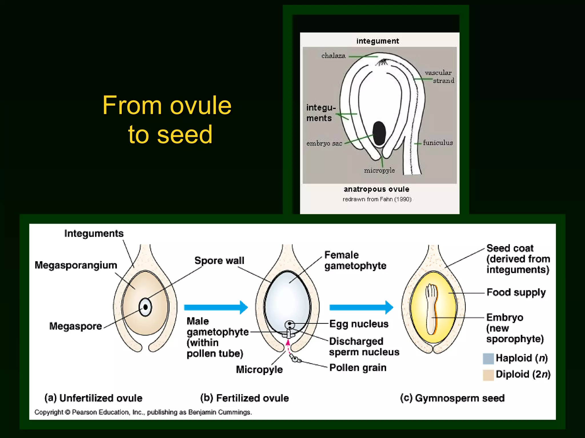 From ovule  to seed 