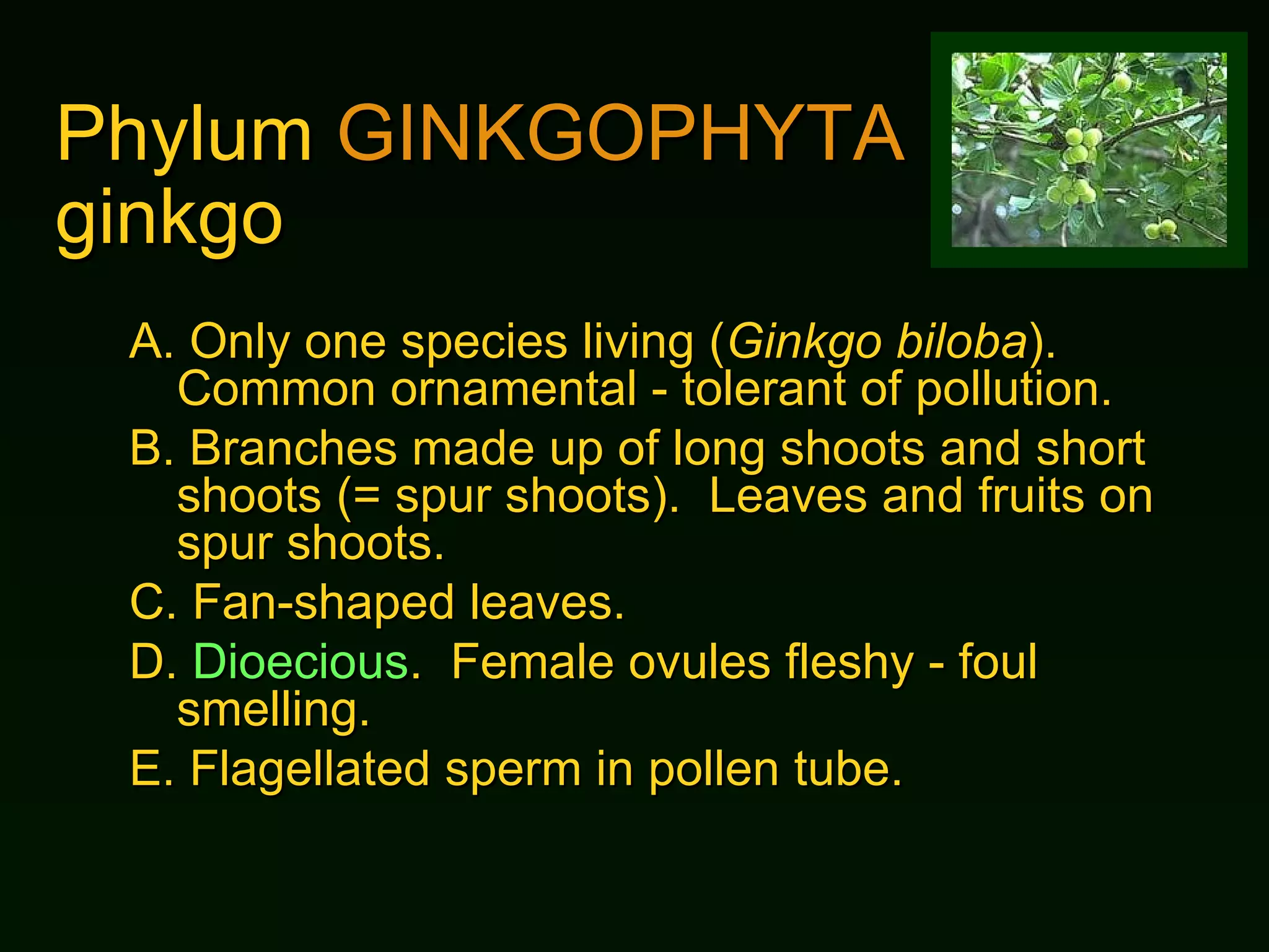 Phylum  GINKGOPHYTA   ginkgo A.  Only one species living ( Ginkgo biloba ).  Common ornamental - tolerant of pollution. B.  Branches made up of long shoots and short shoots (= spur shoots).  Leaves and fruits on spur shoots. C.  Fan-shaped leaves. D.  Dioecious .  Female ovules fleshy - foul smelling. E.  Flagellated sperm in pollen tube. 
