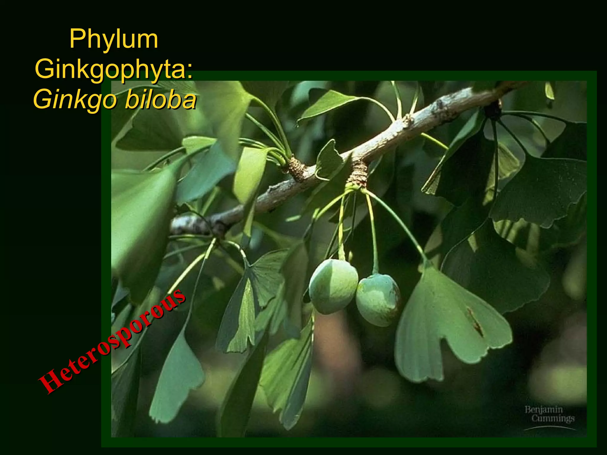 Phylum Ginkgophyta:  Ginkgo biloba Heterosporous 