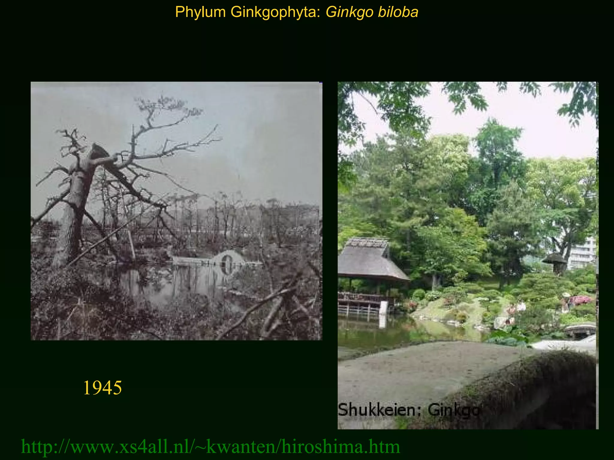 Phylum Ginkgophyta:  Ginkgo biloba 1945 http://www.xs4all.nl/~kwanten/hiroshima.htm 