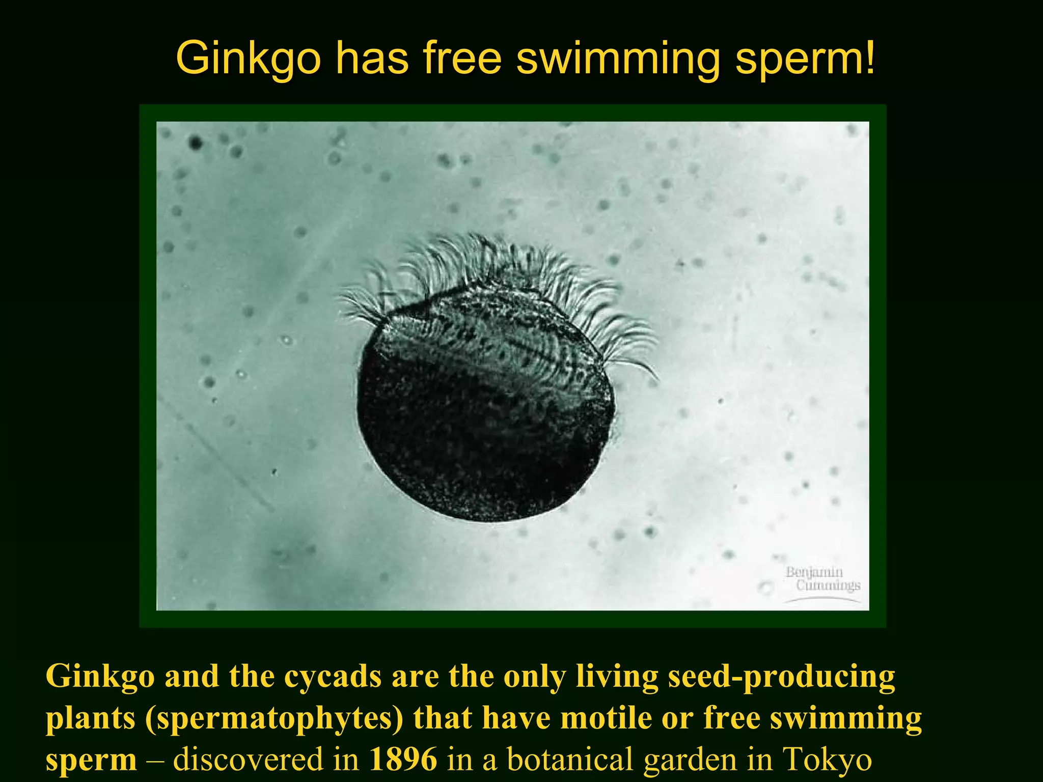 Ginkgo has free swimming sperm! Ginkgo and the cycads are the only living seed-producing plants (spermatophytes) that have motile or free swimming sperm  – discovered in  1896  in a botanical garden in Tokyo 