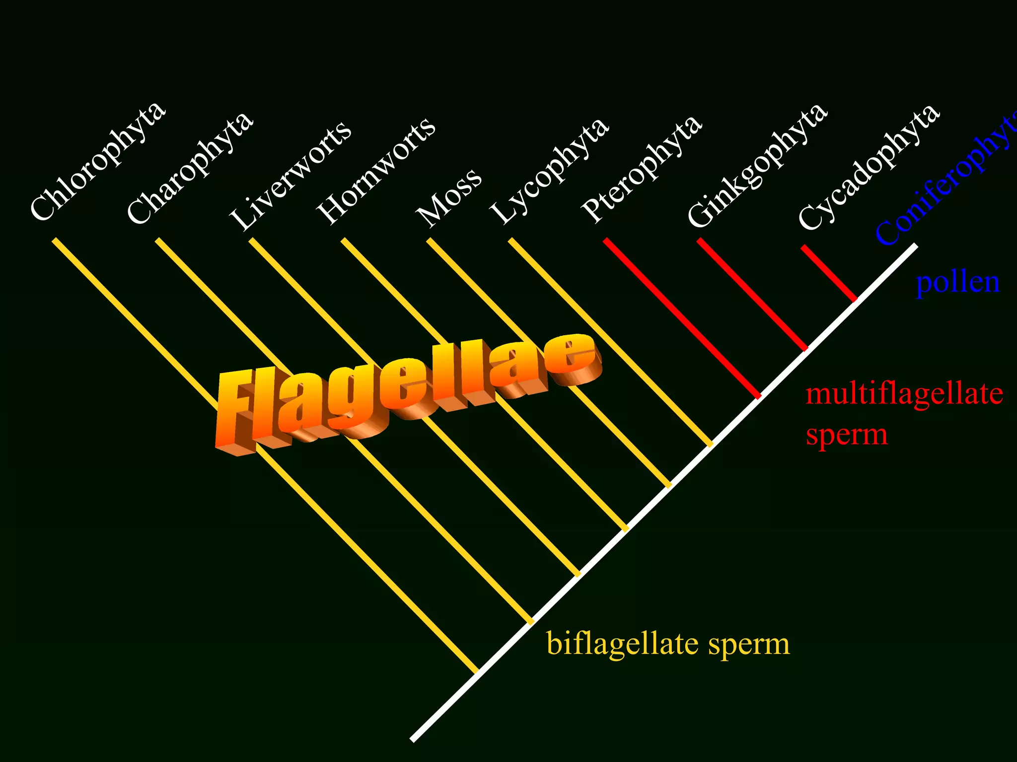 Chlorophyta Charophyta Liverworts Hornworts Moss Lycophyta Pterophyta Ginkgophyta Cycadophyta Coniferophyta biflagellate sperm multiflagellate  sperm pollen Flagellae 