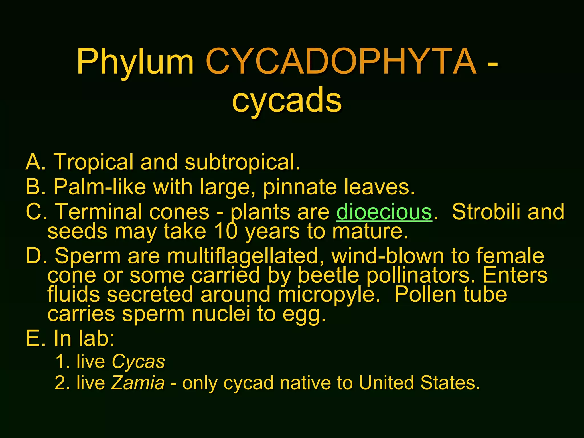 Phylum  CYCADOPHYTA  - cycads A.  Tropical and subtropical. B.  Palm-like with large, pinnate leaves. C.  Terminal cones - plants are  dioecious .  Strobili and seeds may take 10 years to mature. D.  Sperm are multiflagellated, wind-blown to female cone or some carried by beetle pollinators. Enters fluids secreted around micropyle.  Pollen tube carries sperm nuclei to egg. E.  In lab: 1.  live  Cycas 2.  live  Zamia  - only cycad native to United States. 