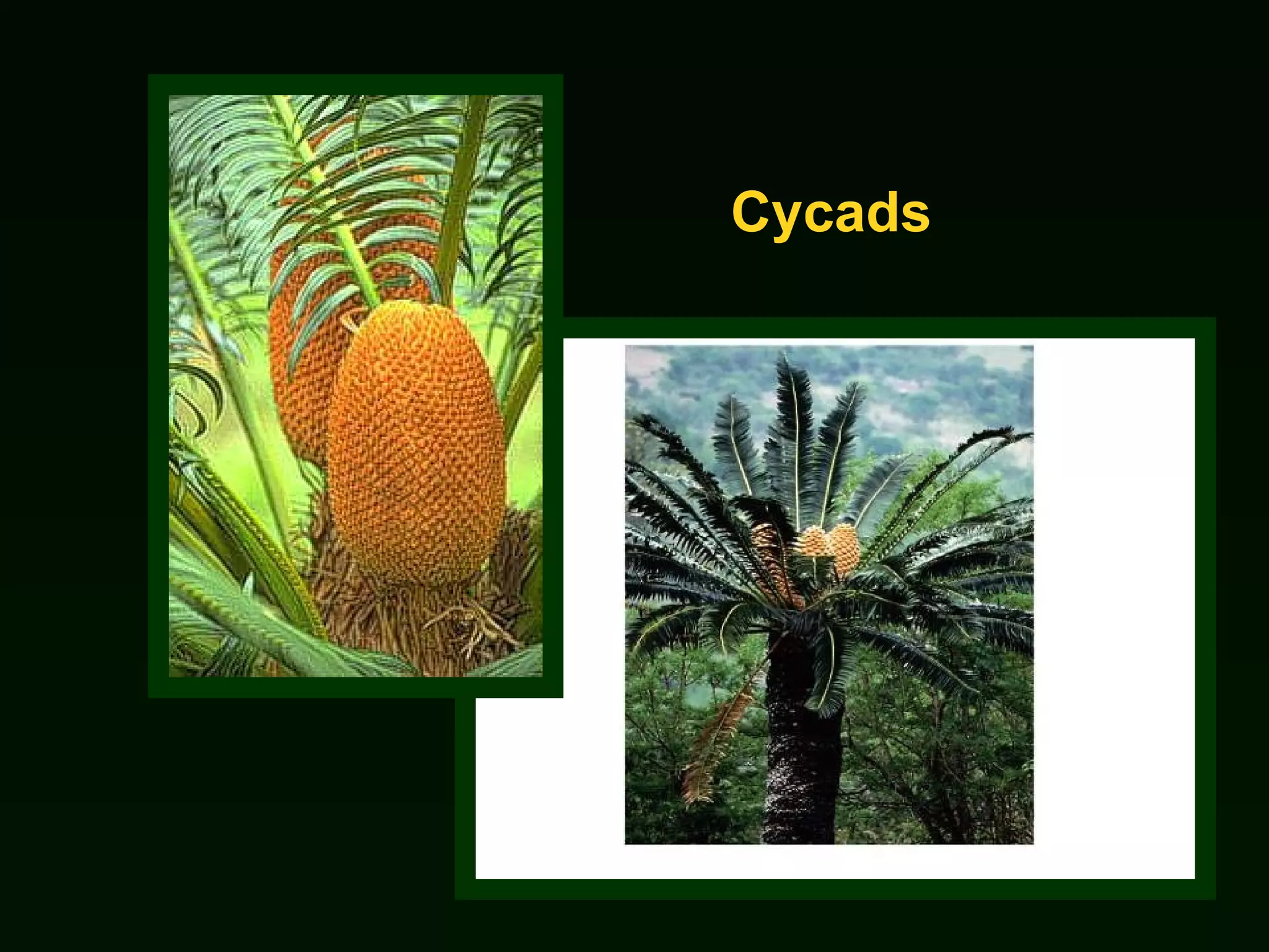 Cycads 