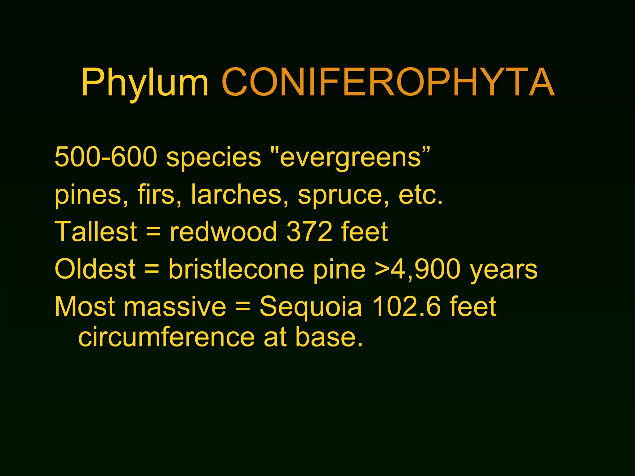 Phylum  CONIFEROPHYTA 500-600 species "evergreens” pines, firs, larches, spruce, etc.  Tallest = redwood 372 feet Oldest = bristlecone pine >4,900 years Most massive = Sequoia 102.6 feet circumference at base. 