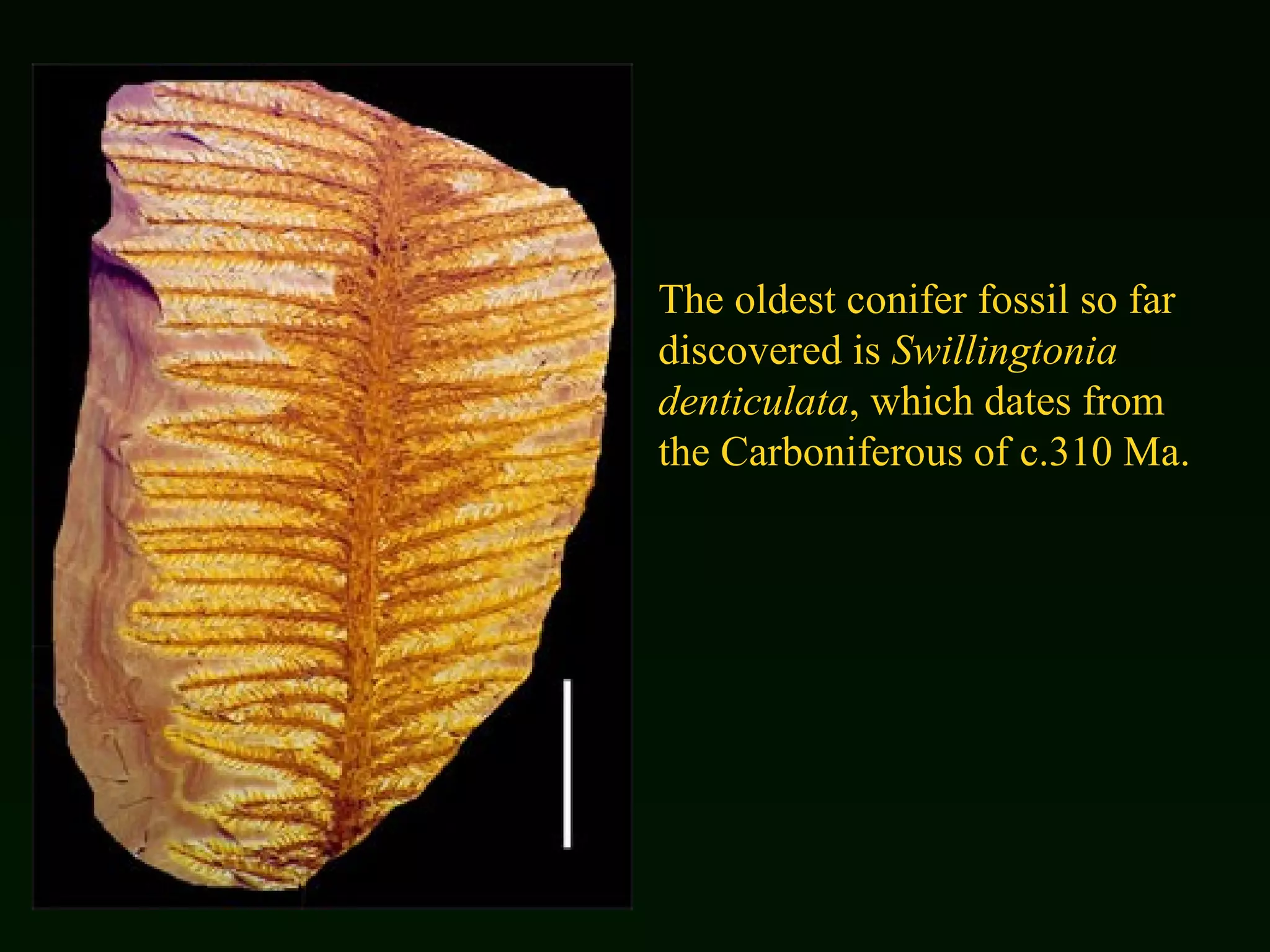 The oldest conifer fossil so far discovered is  Swillingtonia denticulata , which dates from the Carboniferous of c.310 Ma.   