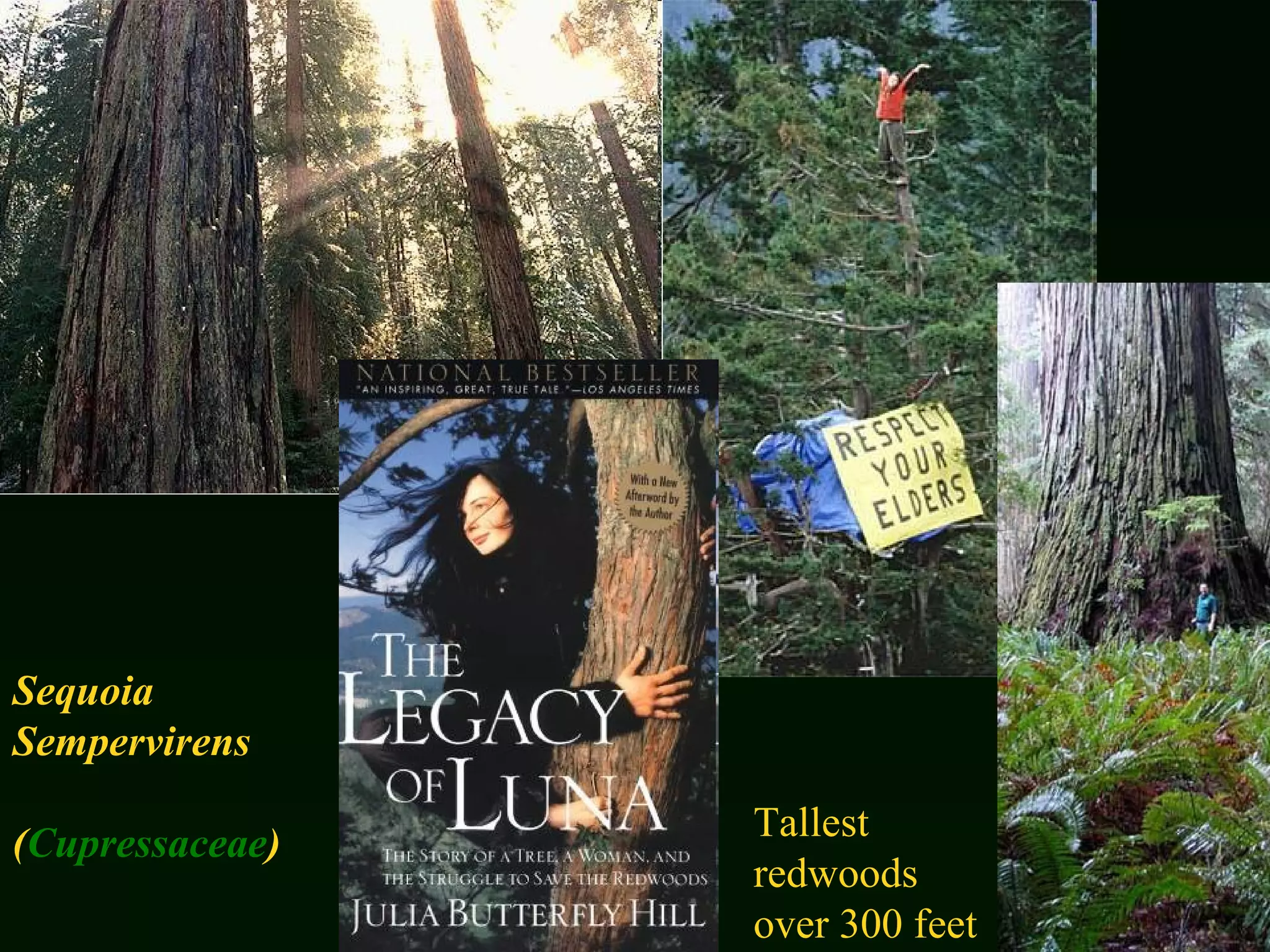 Sequoia  Sempervirens ( Cupressaceae )   Tallest redwoods over 300 feet 