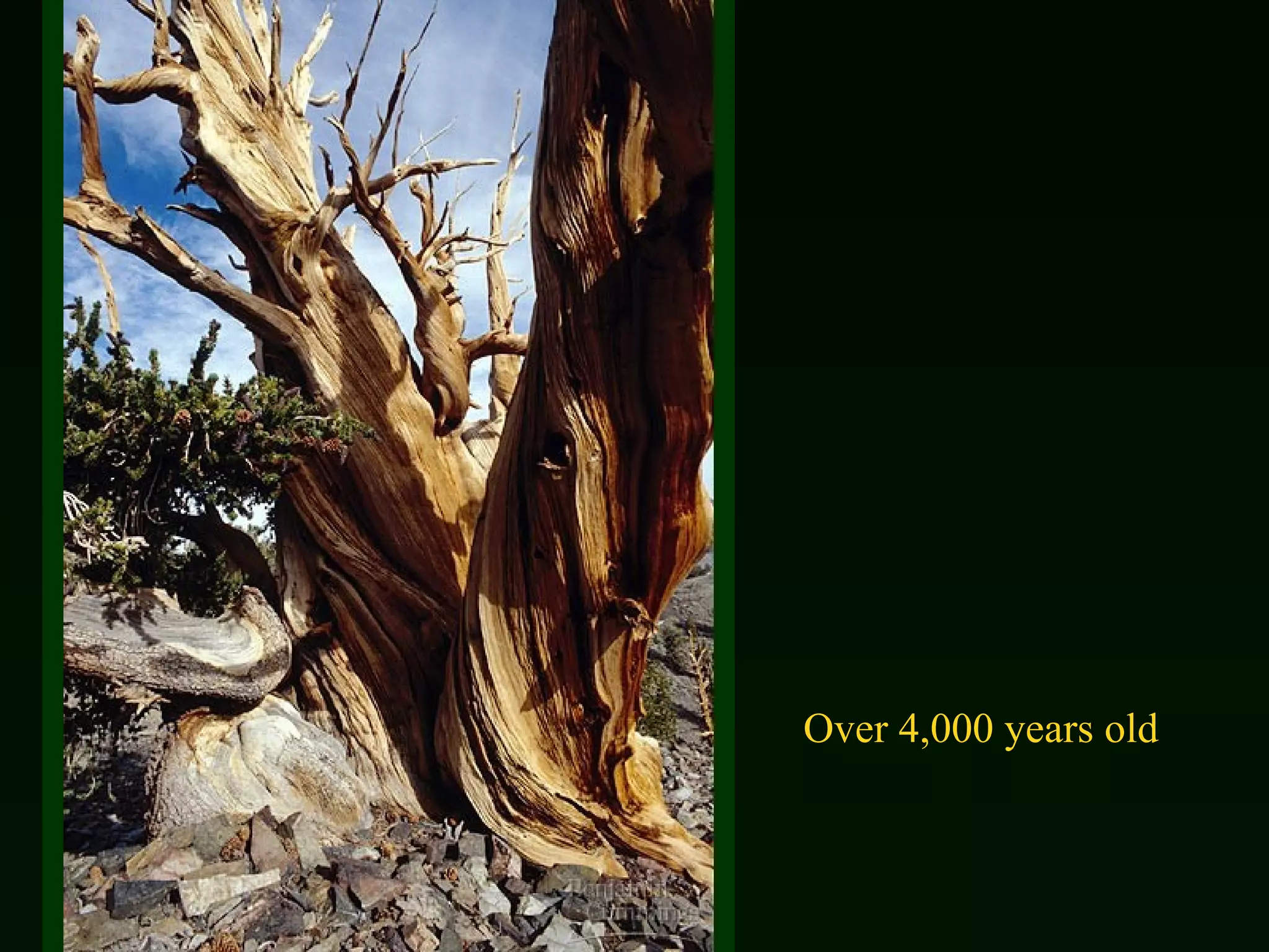 Over 4,000 years old 