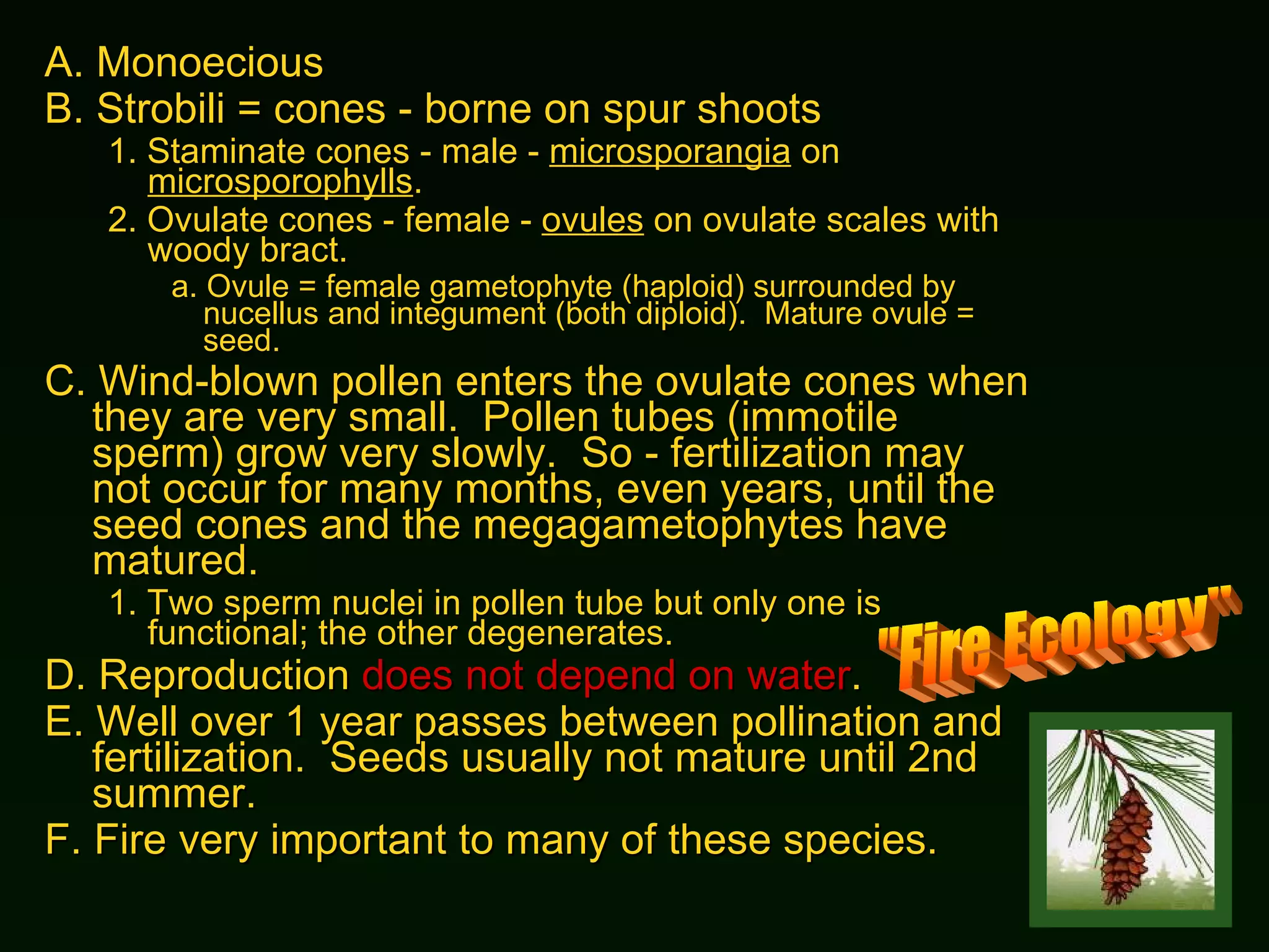 A.  Monoecious B.  Strobili = cones - borne on spur shoots  1.  Staminate cones - male -  microsporangia  on  microsporophylls . 2.  Ovulate cones - female -  ovules  on ovulate scales with woody bract. a.  Ovule = female gametophyte (haploid) surrounded by nucellus and integument (both diploid).  Mature ovule = seed. C.  Wind-blown pollen enters the ovulate cones when they are very small.  Pollen tubes (immotile sperm) grow very slowly.  So - fertilization may not occur for many months, even years, until the seed cones and the megagametophytes have matured. 1.  Two sperm nuclei in pollen tube but only one is functional; the other degenerates. D.  Reproduction  does not depend on water . E.  Well over 1 year passes between pollination and fertilization.  Seeds usually not mature until 2nd summer. F.  Fire very important to many of these species. "Fire Ecology" 
